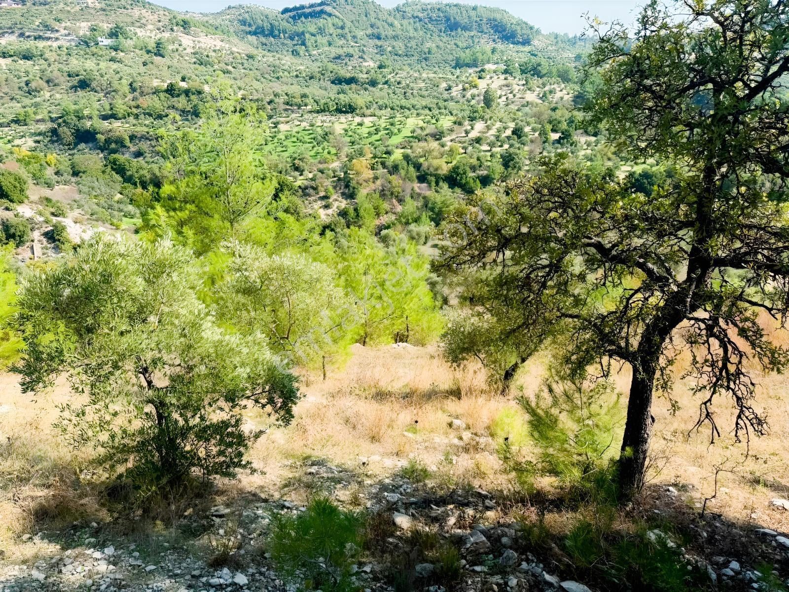 Yayladağı Yoncakayada 3 Dönüm Satılık Zeytin Bahçesi! — fotoğraf 3