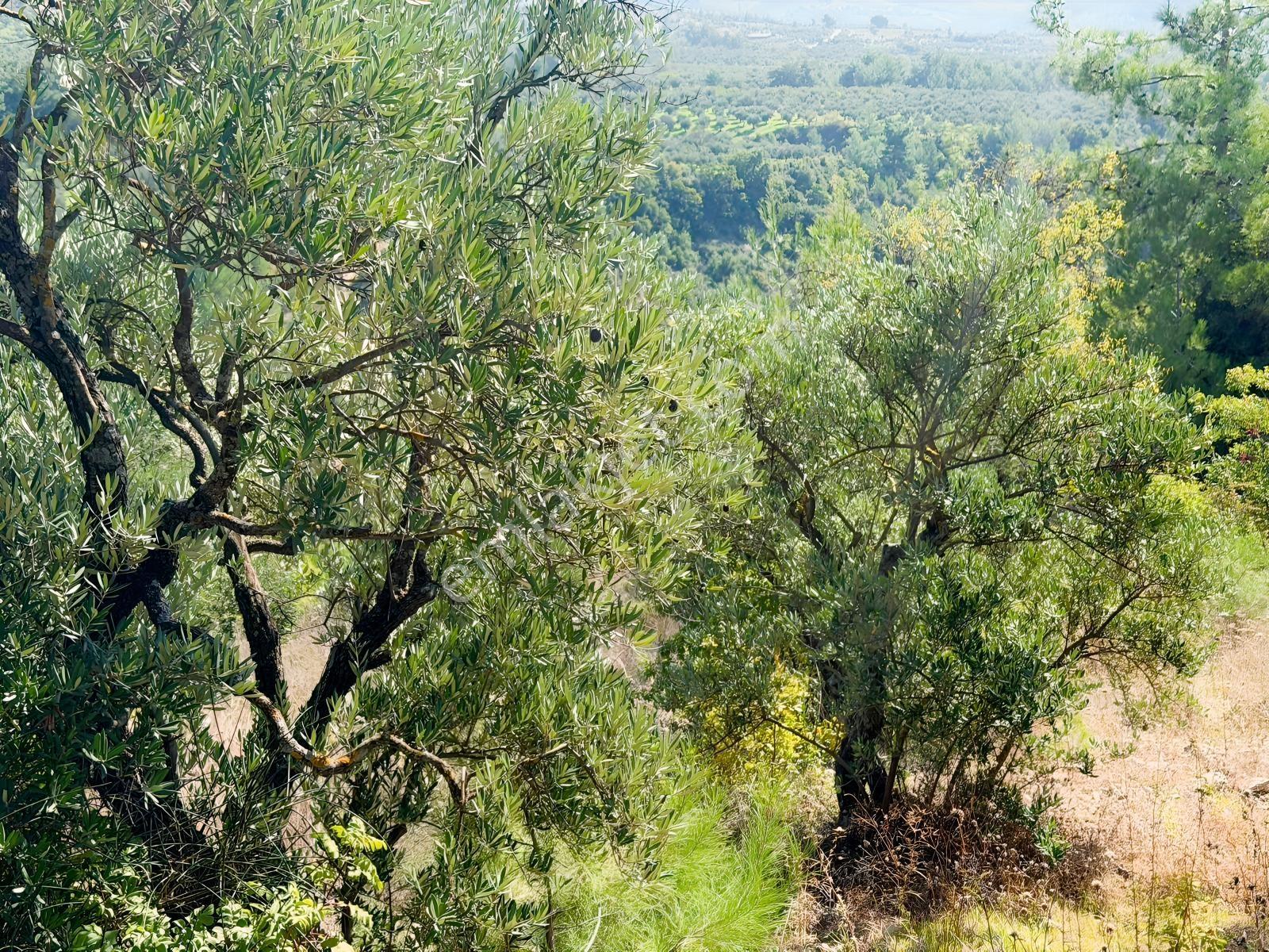 Yayladağı Yoncakayada 3 Dönüm Satılık Zeytin Bahçesi! — fotoğraf 4