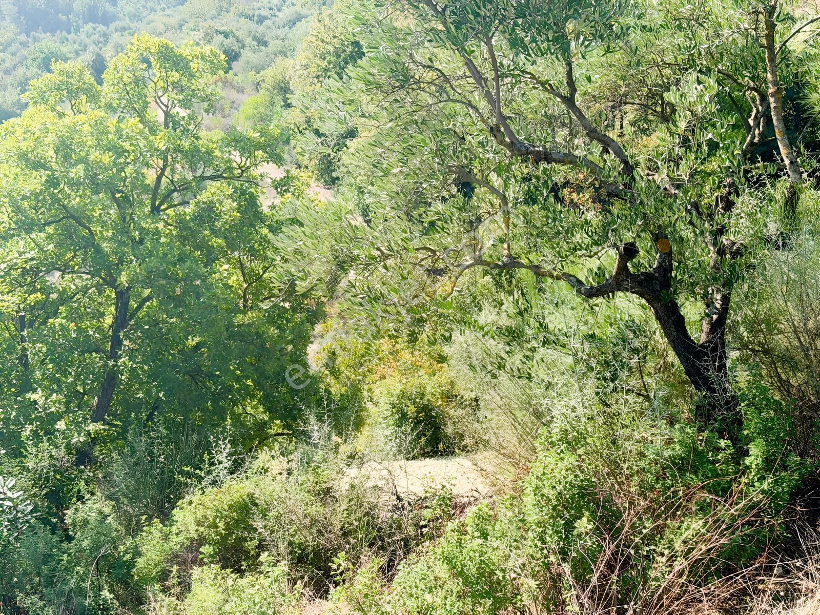 Yayladağı Yoncakayada 3 Dönüm Satılık Zeytin Bahçesi! — fotoğraf 5