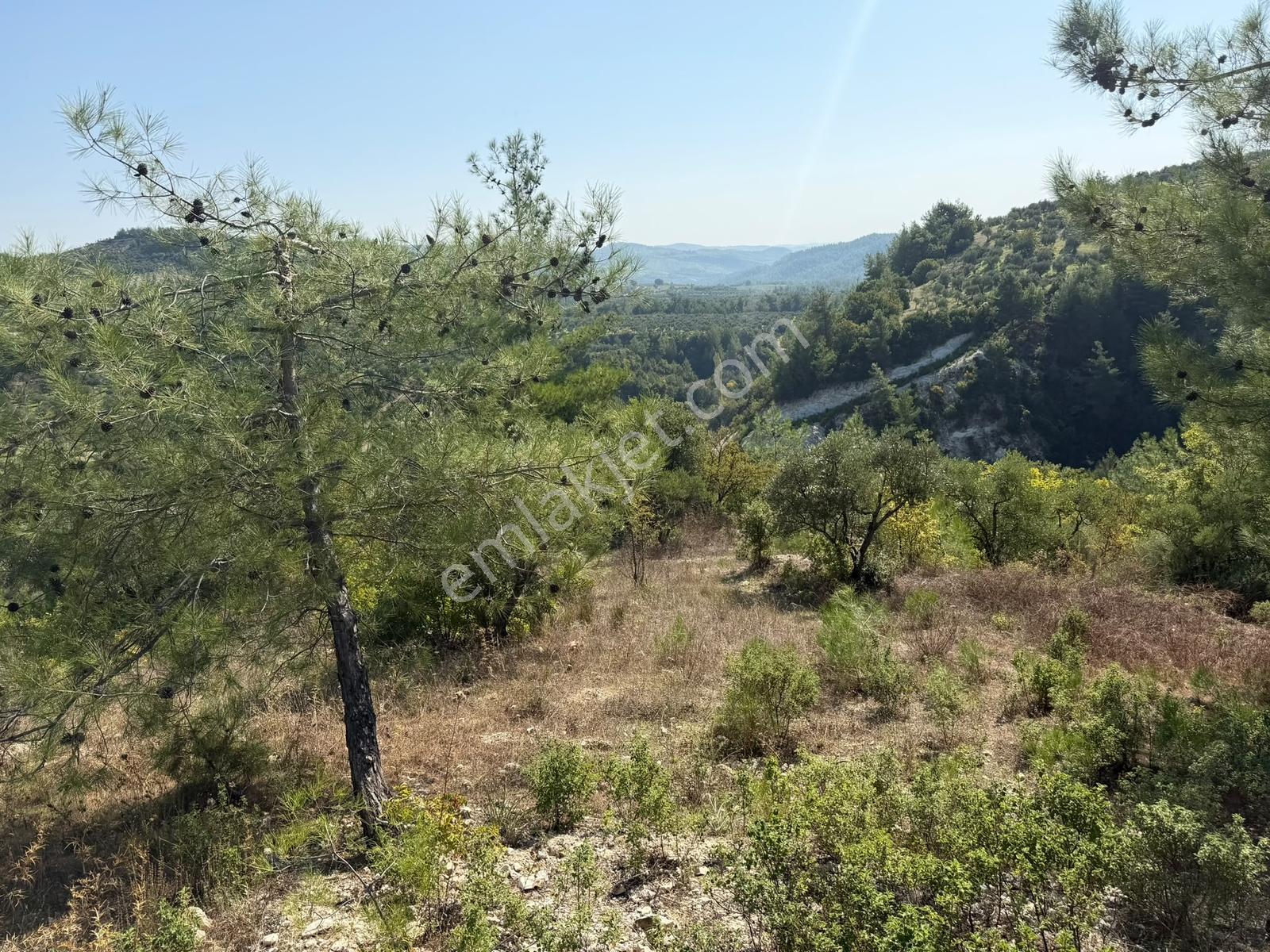 Yayladağı Yoncakayada 3 Dönüm Satılık Zeytin Bahçesi! — fotoğraf 6