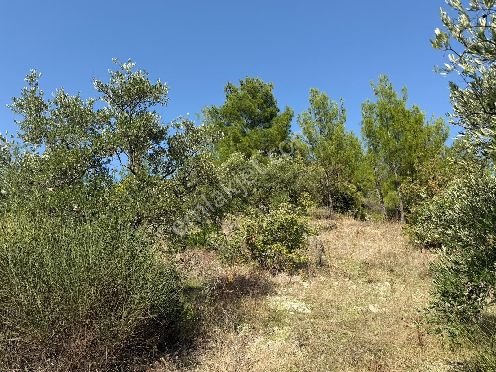 Yayladağı Yoncakayada 3 Dönüm Satılık Zeytin Bahçesi! — fotoğraf 8