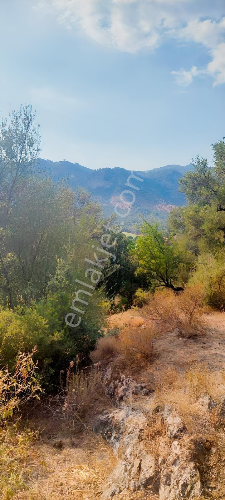 Muğla Milas Karşıyaka'da 3.725m² Satılık Zeytinlik — fotoğraf 3