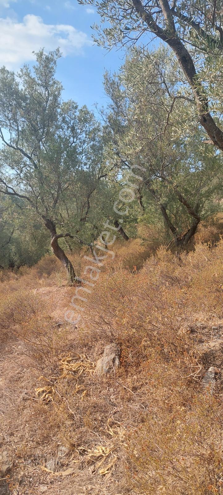 Muğla Milas Karşıyaka'da 3.725m² Satılık Zeytinlik — fotoğraf 4