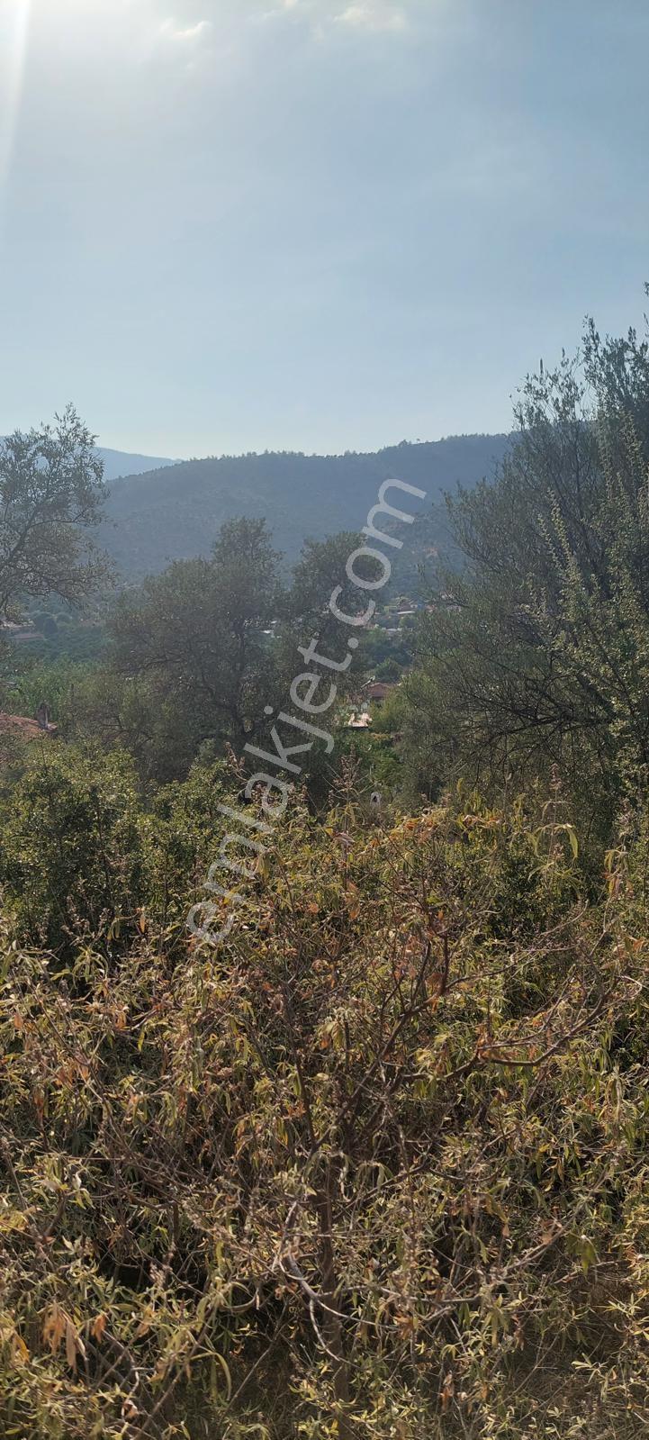 Muğla Milas Karşıyaka'da 3.725m² Satılık Zeytinlik — fotoğraf 5