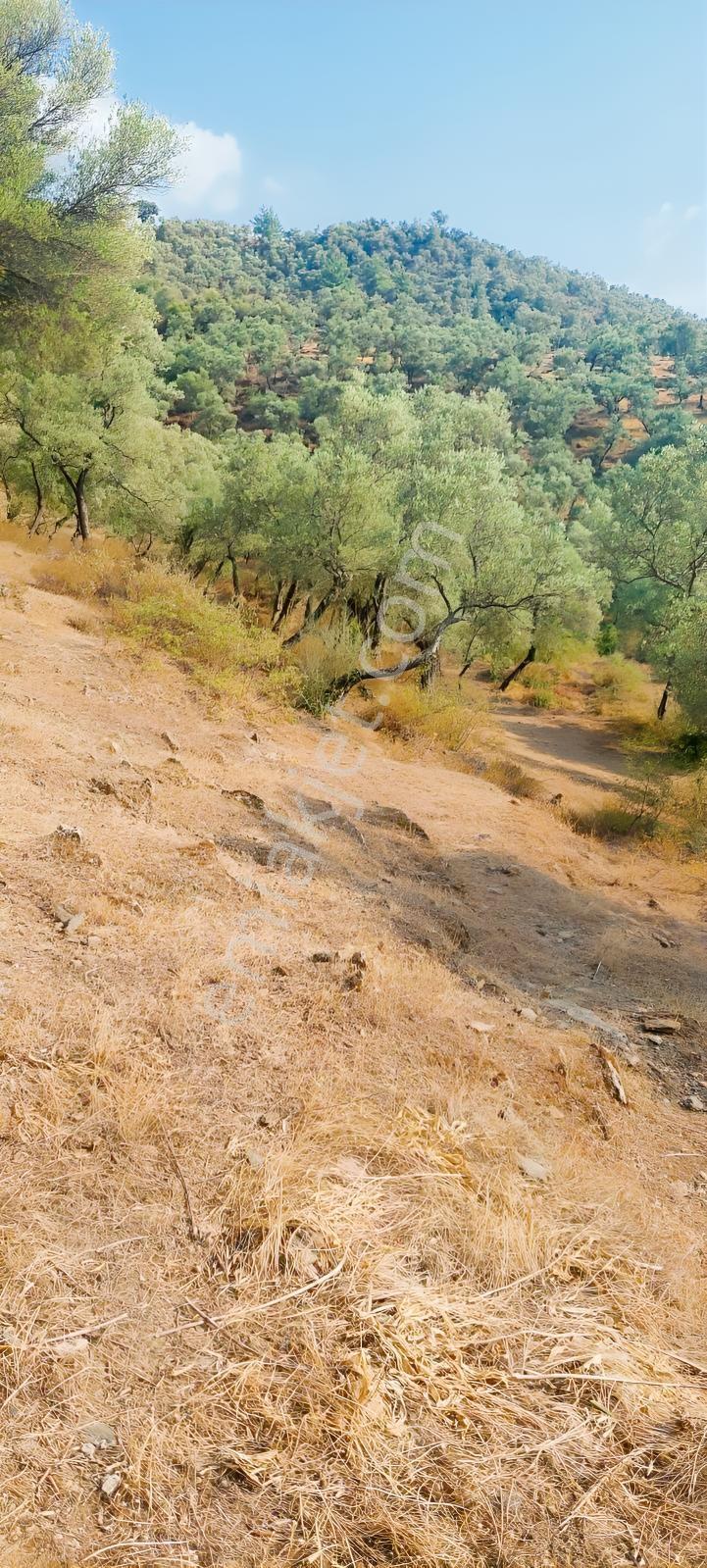 Muğla Milas Karşıyaka'da 3.725m² Satılık Zeytinlik — fotoğraf 6