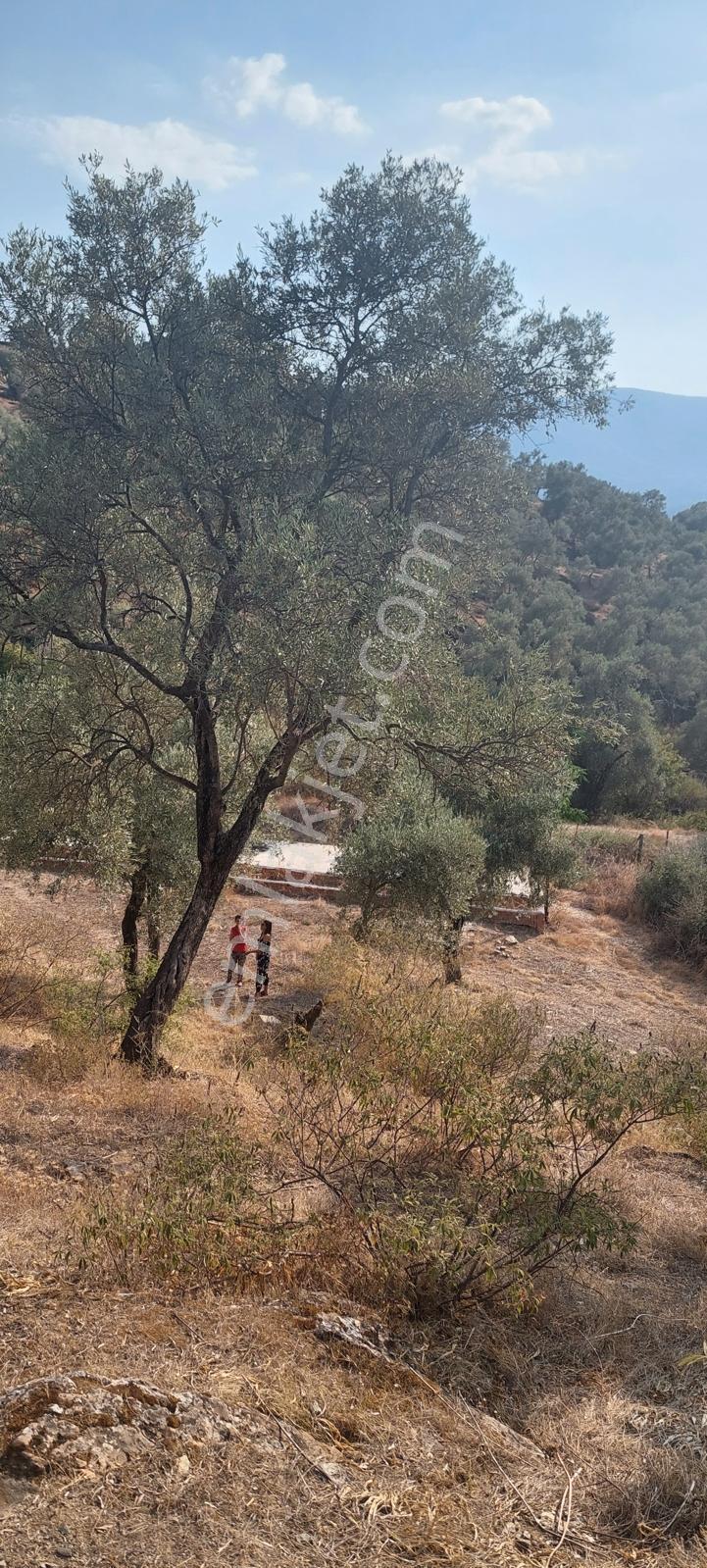 Muğla Milas Karşıyaka'da 3.725m² Satılık Zeytinlik — fotoğraf 7