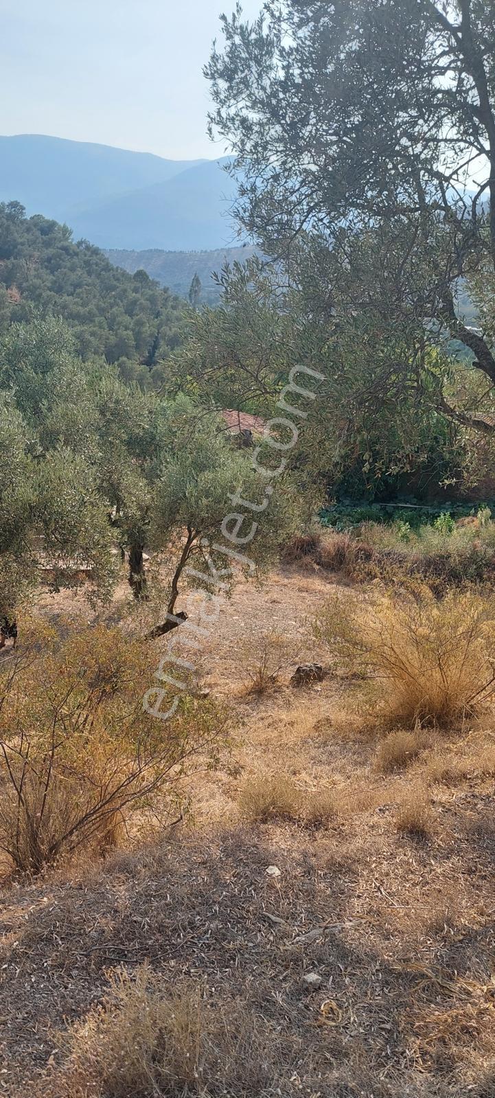 Muğla Milas Karşıyaka'da 3.725m² Satılık Zeytinlik — fotoğraf 8