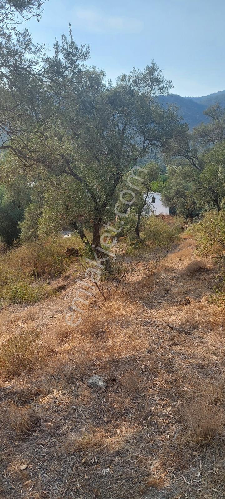 Muğla Milas Karşıyaka'da 3.725m² Satılık Zeytinlik — fotoğraf 9
