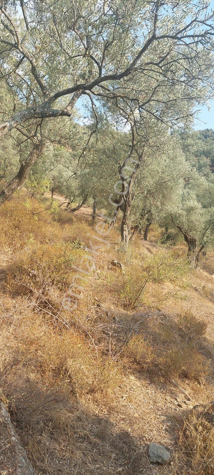 Muğla Milas Karşıyaka'da 3.725m² Satılık Zeytinlik — fotoğraf 10