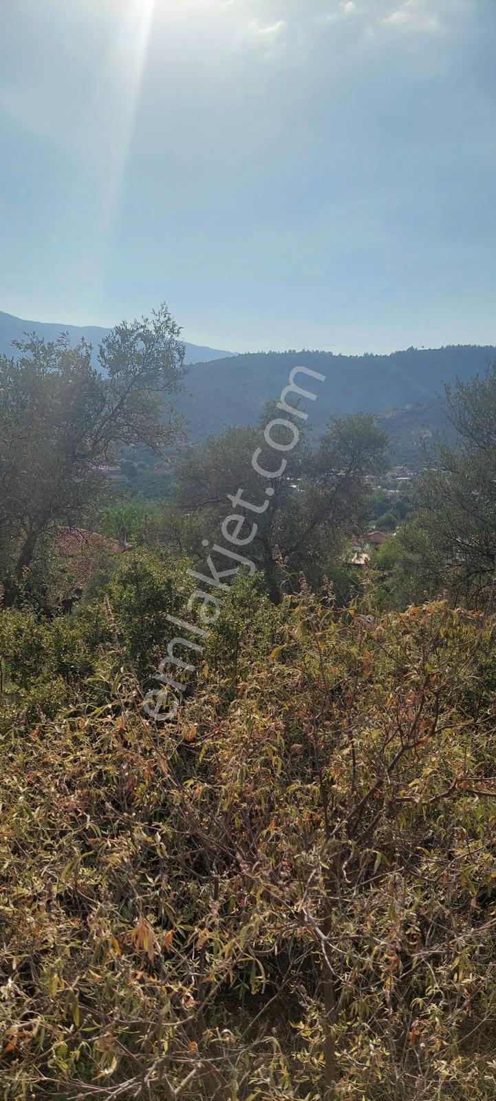 Muğla Milas Karşıyaka'da 3.725m² Satılık Zeytinlik — fotoğraf 11
