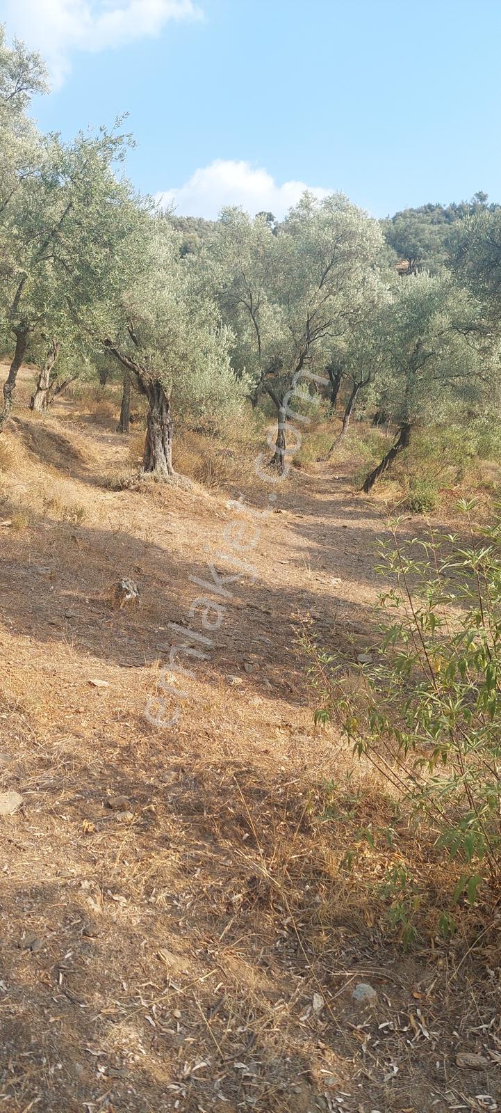 Muğla Milas Karşıyaka'da 3.725m² Satılık Zeytinlik — fotoğraf 12
