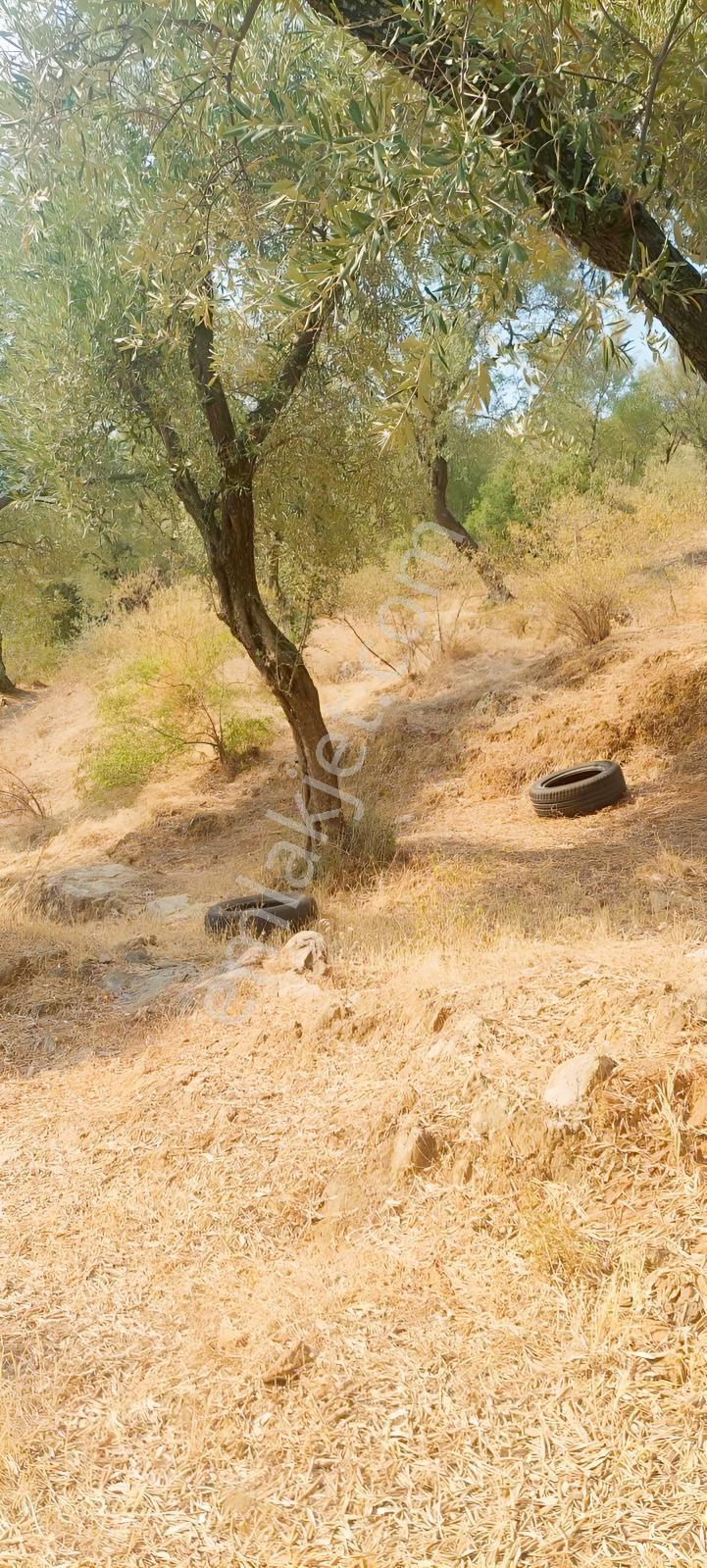 Muğla Milas Karşıyaka'da 3.725m² Satılık Zeytinlik — fotoğraf 13