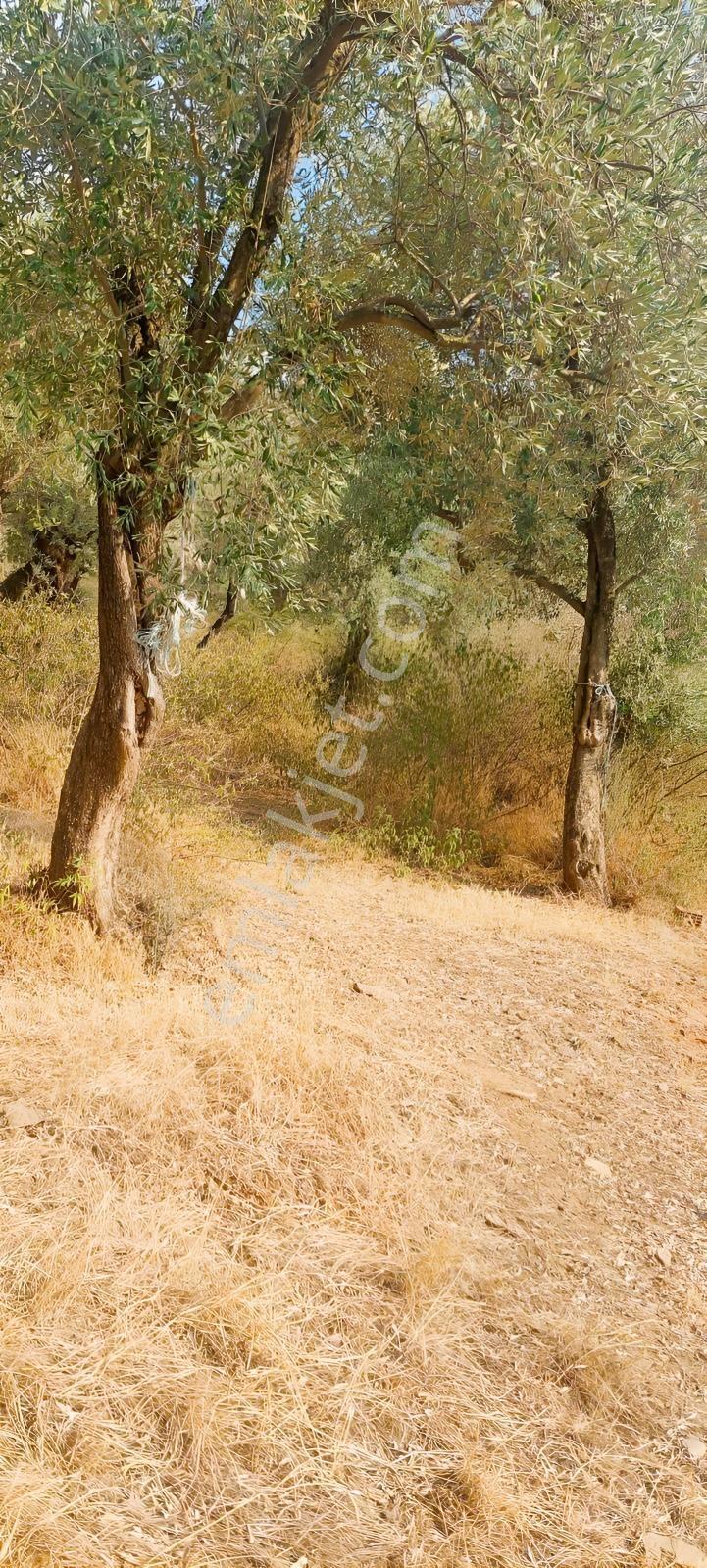 Muğla Milas Karşıyaka'da 3.725m² Satılık Zeytinlik — fotoğraf 14