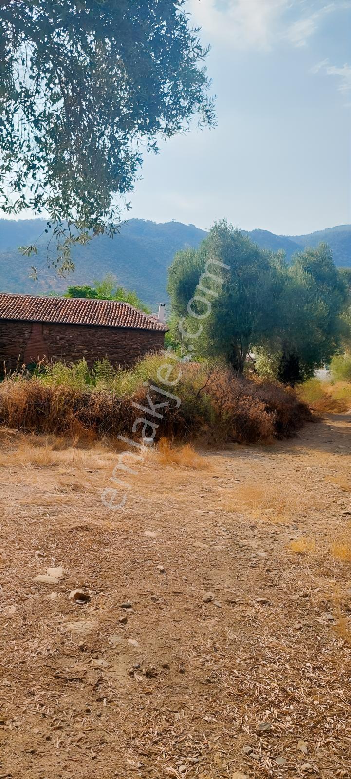 Muğla Milas Karşıyaka'da 3.725m² Satılık Zeytinlik — fotoğraf 15