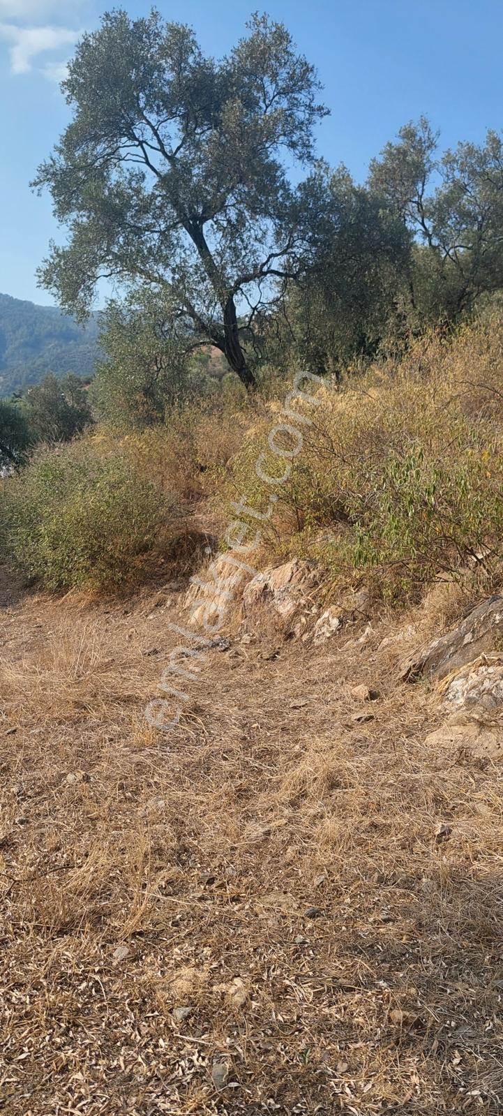 Muğla Milas Karşıyaka'da 3.725m² Satılık Zeytinlik — fotoğraf 16
