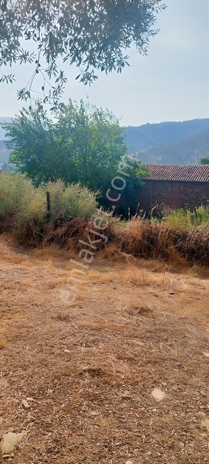 Muğla Milas Karşıyaka'da 3.725m² Satılık Zeytinlik — fotoğraf 17