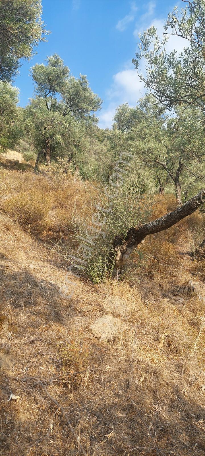 Muğla Milas Karşıyaka'da 3.725m² Satılık Zeytinlik — fotoğraf 18