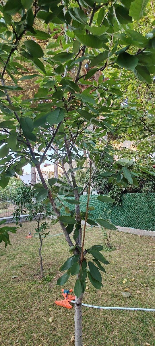 Burhaniye İmko Sitesi'nde Tümüyle Yenilenmiş Villa — fotoğraf 16