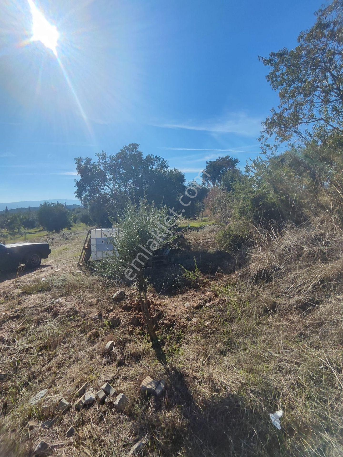 Aydın Köşk Yavuzköy Mah.satılık 2195 M2 Zeytinlik Bahçe — fotoğraf 2