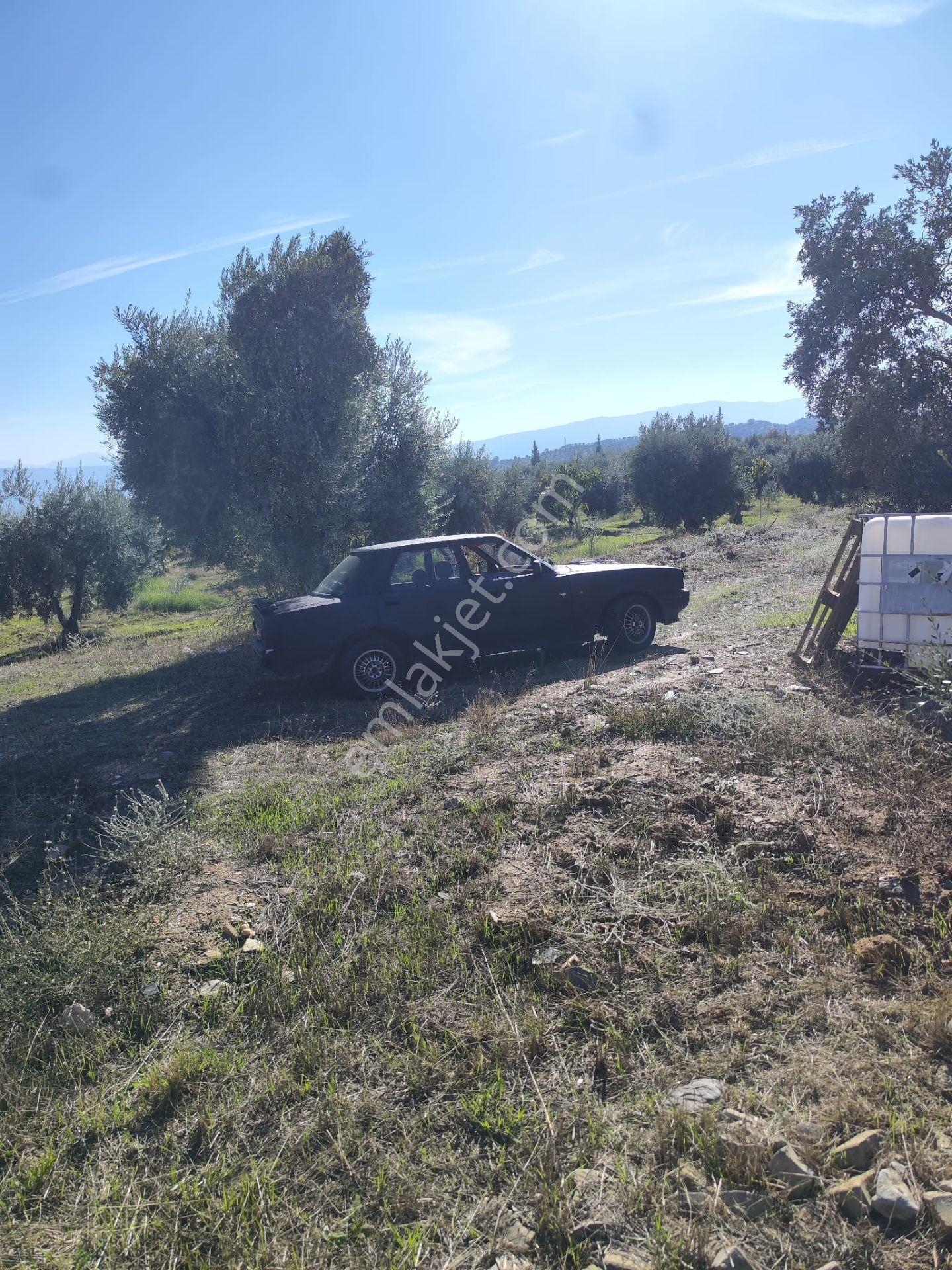 Aydın Köşk Yavuzköy Mah.satılık 2195 M2 Zeytinlik Bahçe — fotoğraf 3