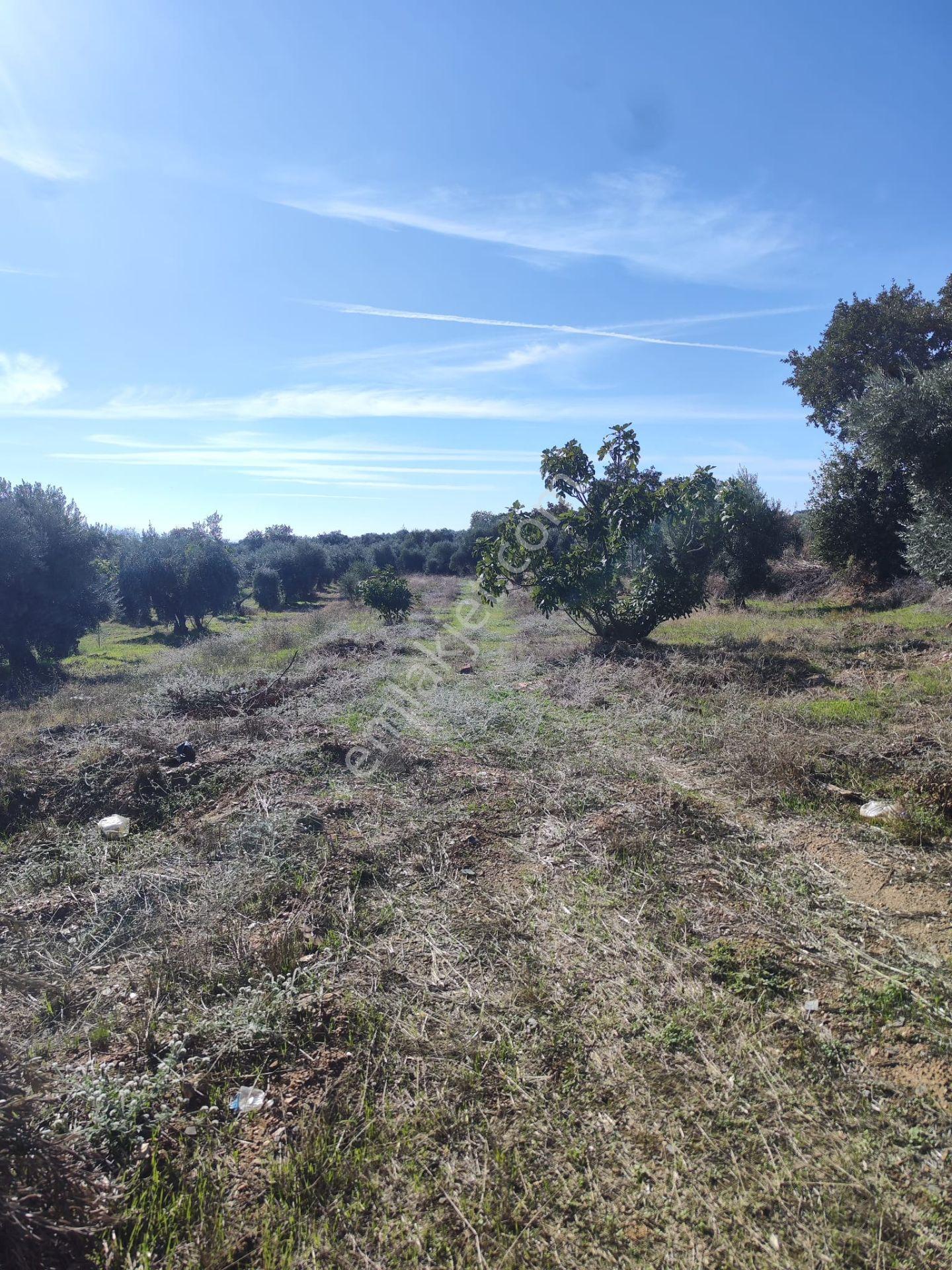 Aydın Köşk Yavuzköy Mah.satılık 2195 M2 Zeytinlik Bahçe — fotoğraf 5