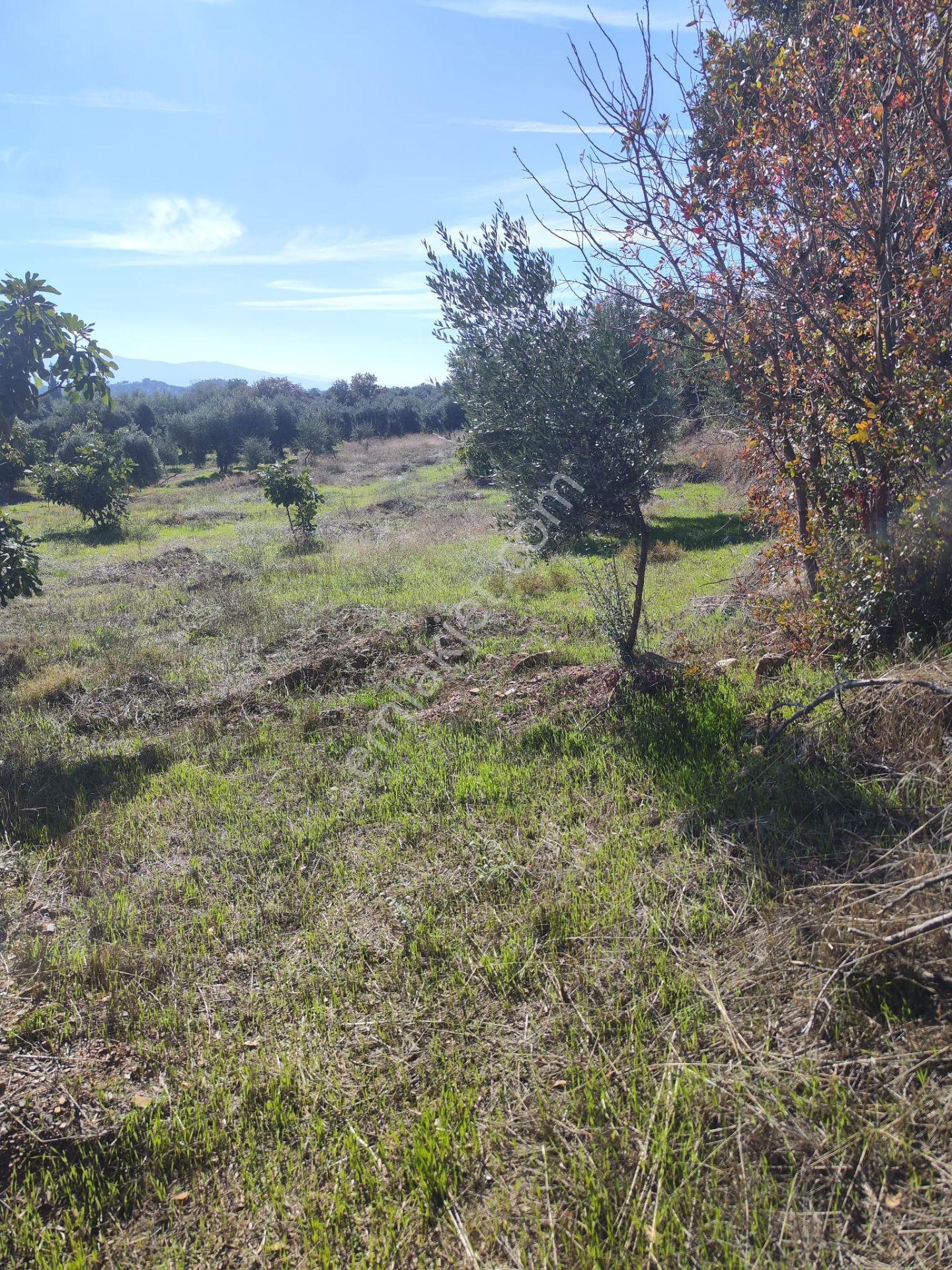Aydın Köşk Yavuzköy Mah.satılık 2195 M2 Zeytinlik Bahçe — fotoğraf 10