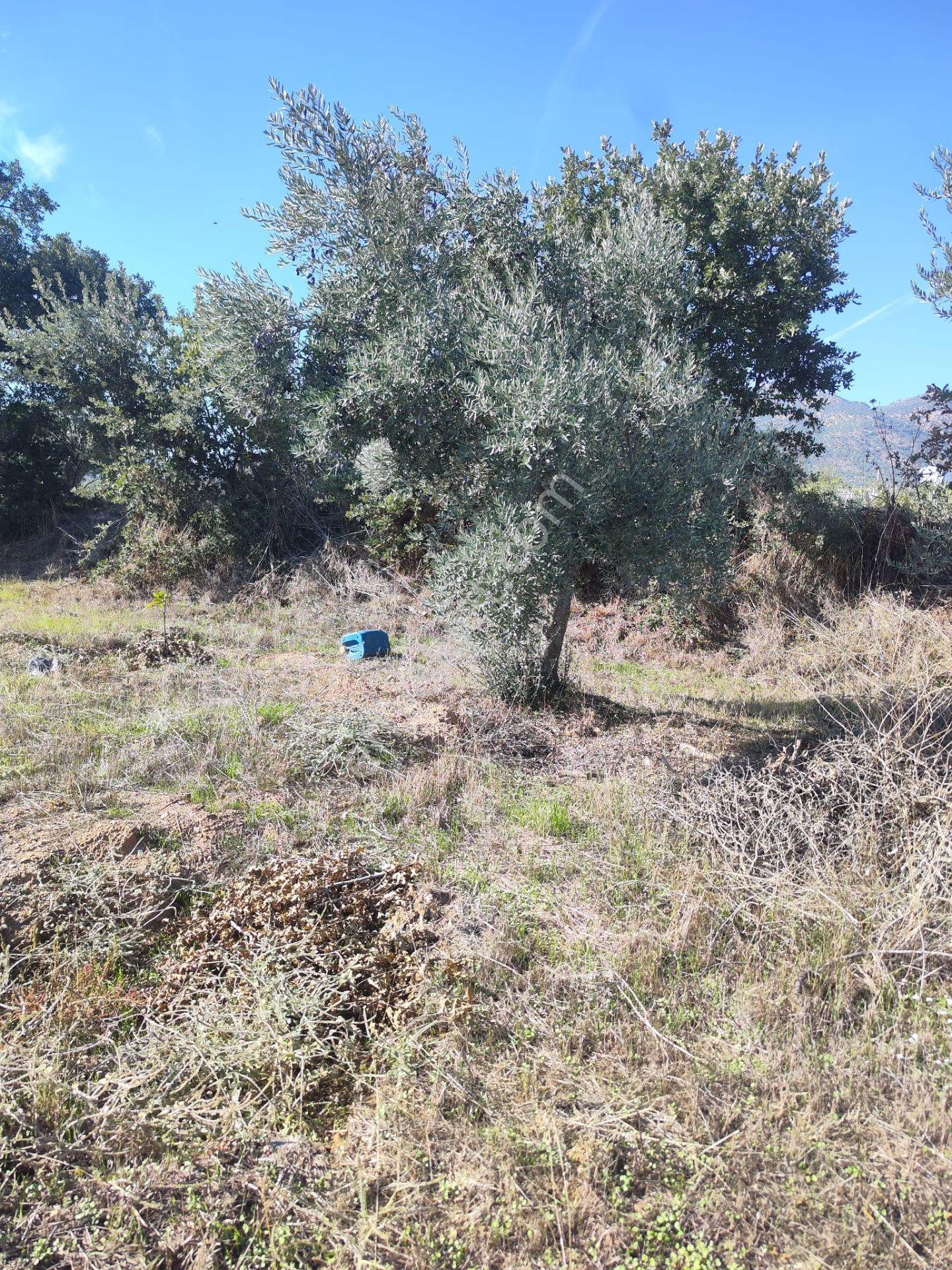 Aydın Köşk Yavuzköy Mah.satılık 2195 M2 Zeytinlik Bahçe — fotoğraf 16