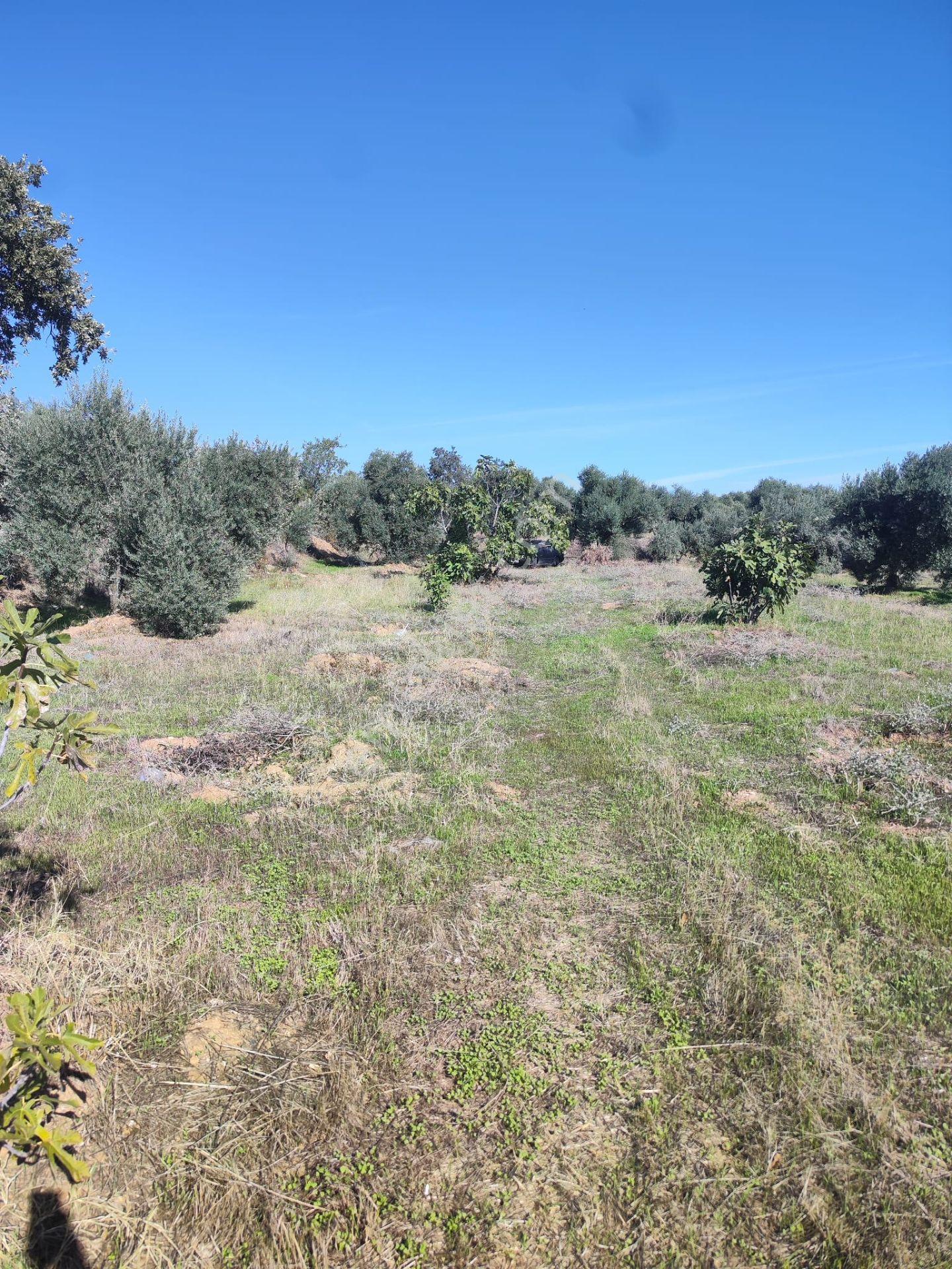 Aydın Köşk Yavuzköy Mah.satılık 2195 M2 Zeytinlik Bahçe — fotoğraf 17