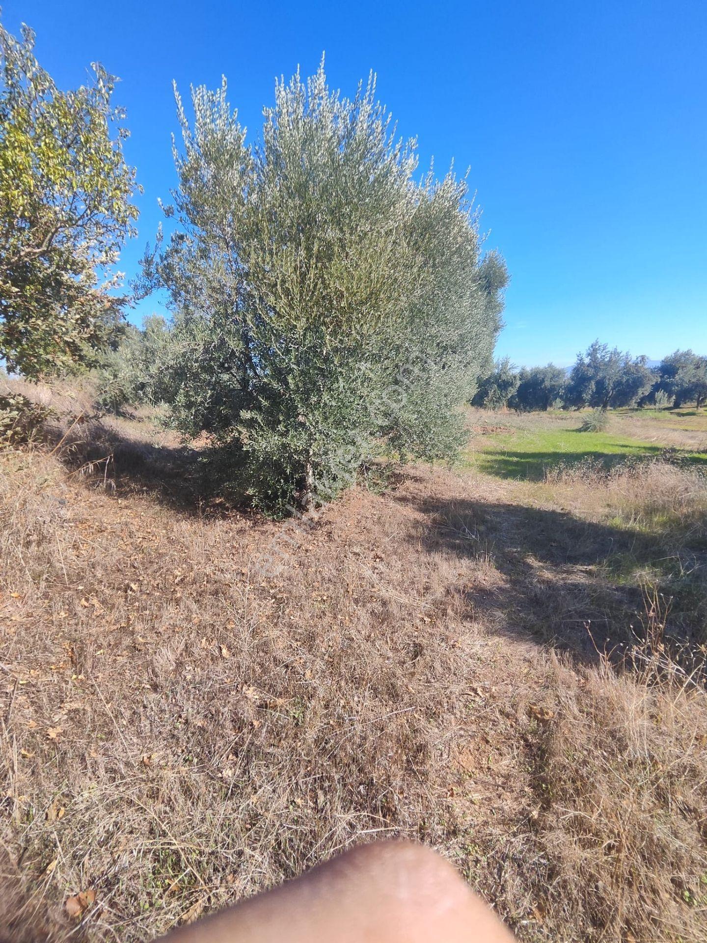 Aydın Köşk Yavuzköy Mah.satılık 2195 M2 Zeytinlik Bahçe — fotoğraf 24