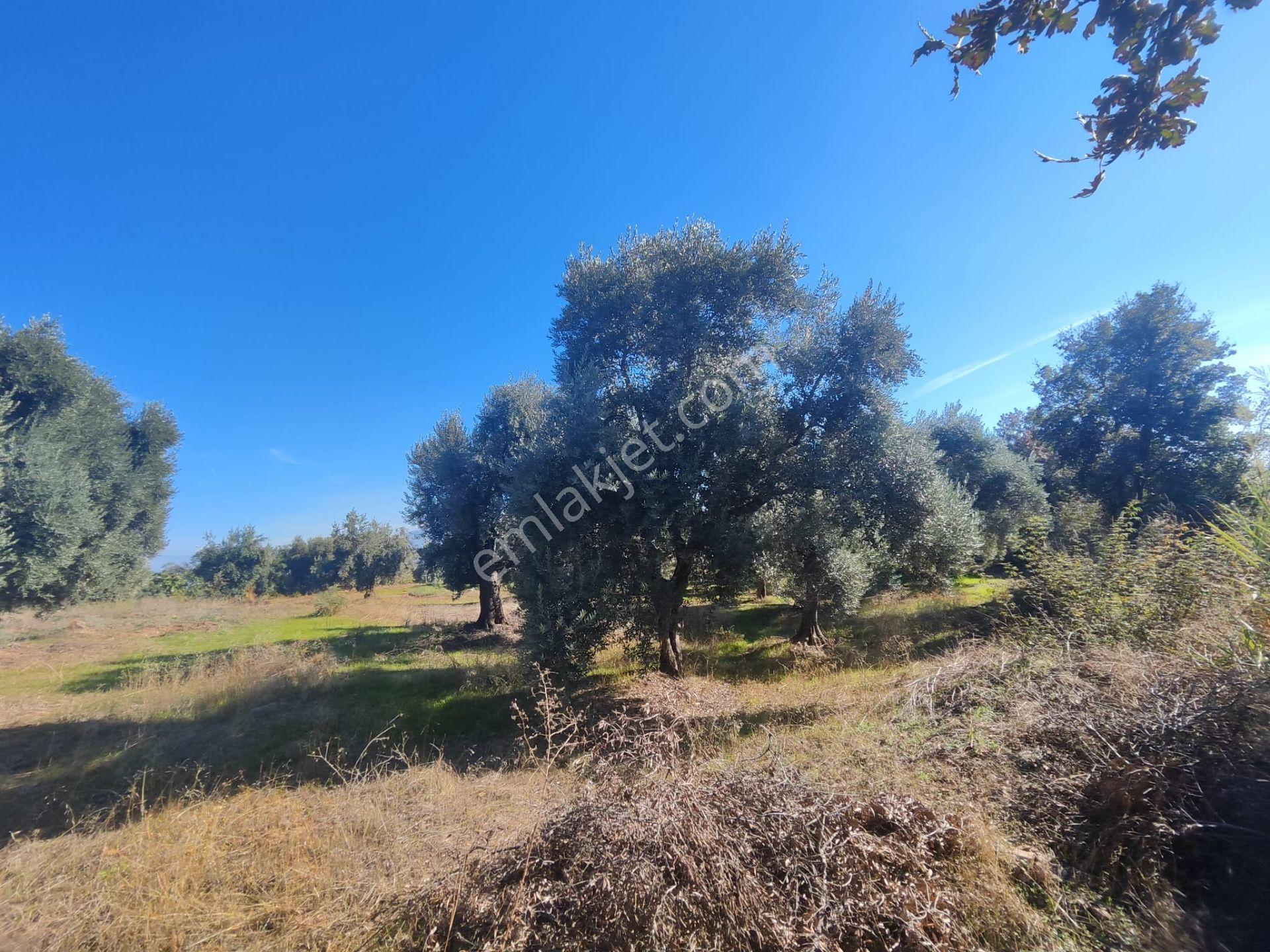 Aydın Köşk Yavuzköy Mah.satılık 2195 M2 Zeytinlik Bahçe — fotoğraf 25