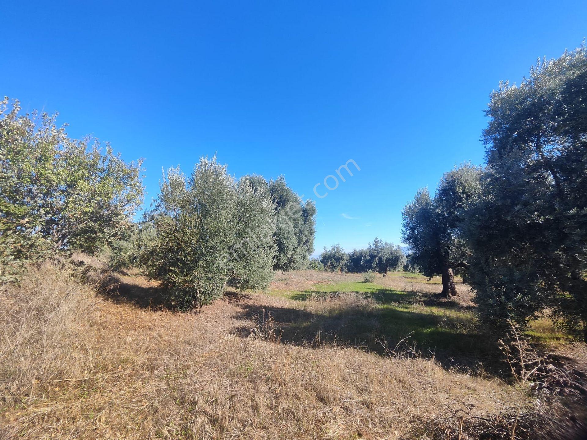 Aydın Köşk Yavuzköy Mah.satılık 2195 M2 Zeytinlik Bahçe — fotoğraf 26