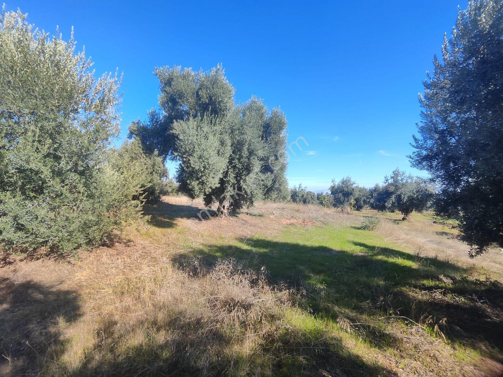 Aydın Köşk Yavuzköy Mah.satılık 2195 M2 Zeytinlik Bahçe — fotoğraf 27