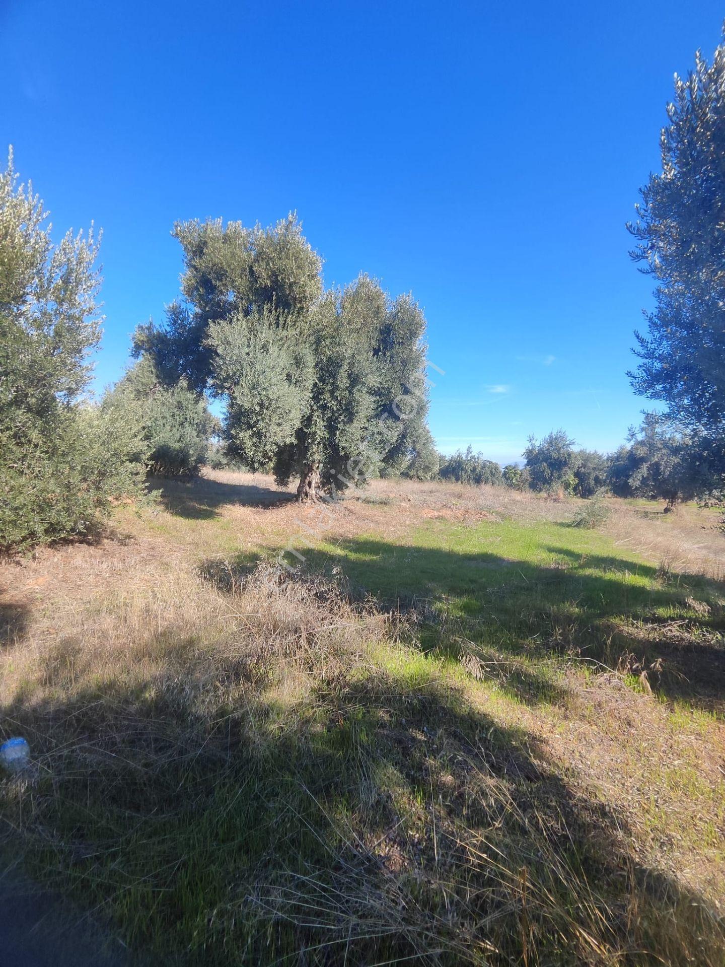 Aydın Köşk Yavuzköy Mah.satılık 2195 M2 Zeytinlik Bahçe — fotoğraf 28