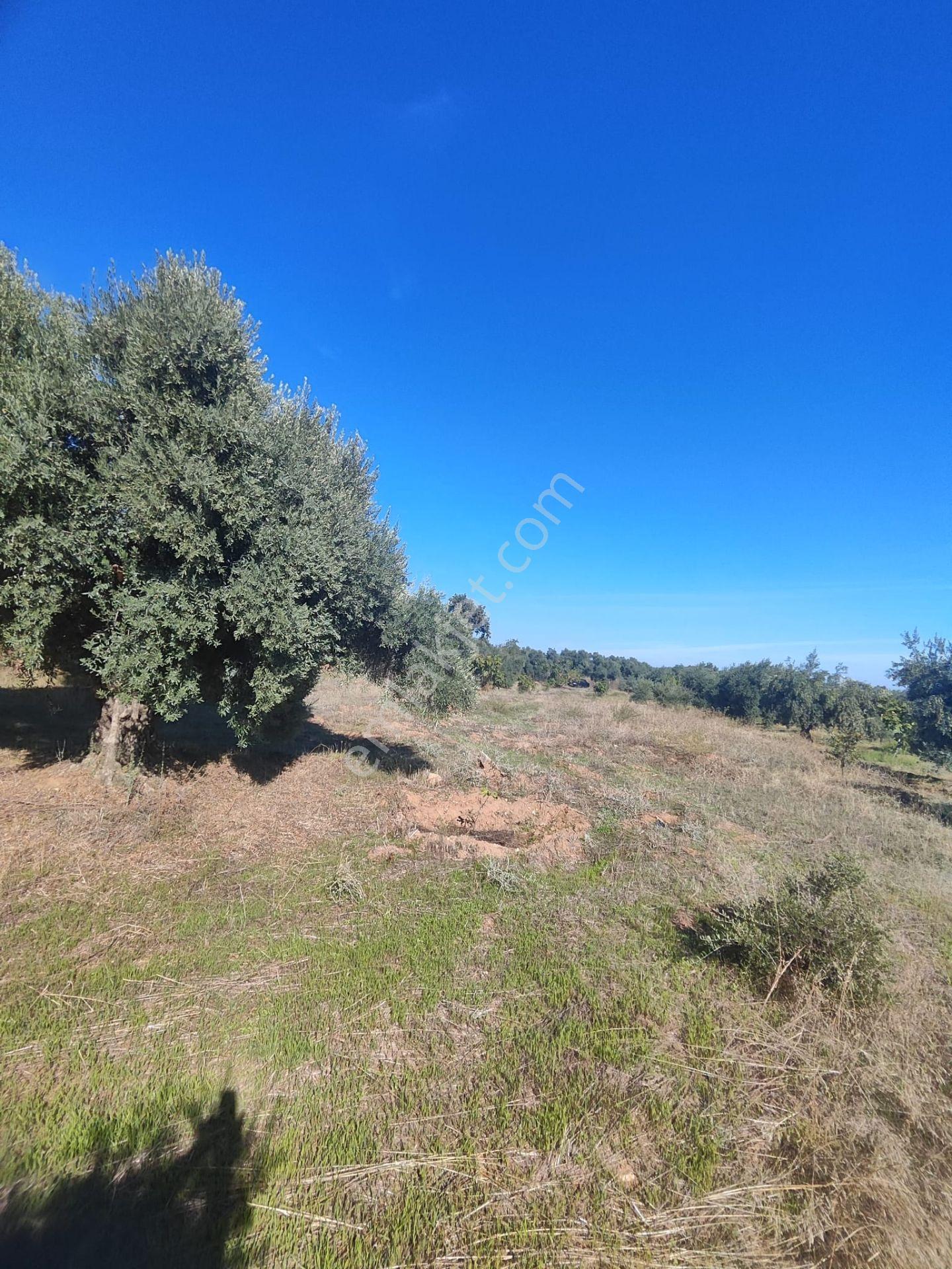 Aydın Köşk Yavuzköy Mah.satılık 2195 M2 Zeytinlik Bahçe — fotoğraf 29