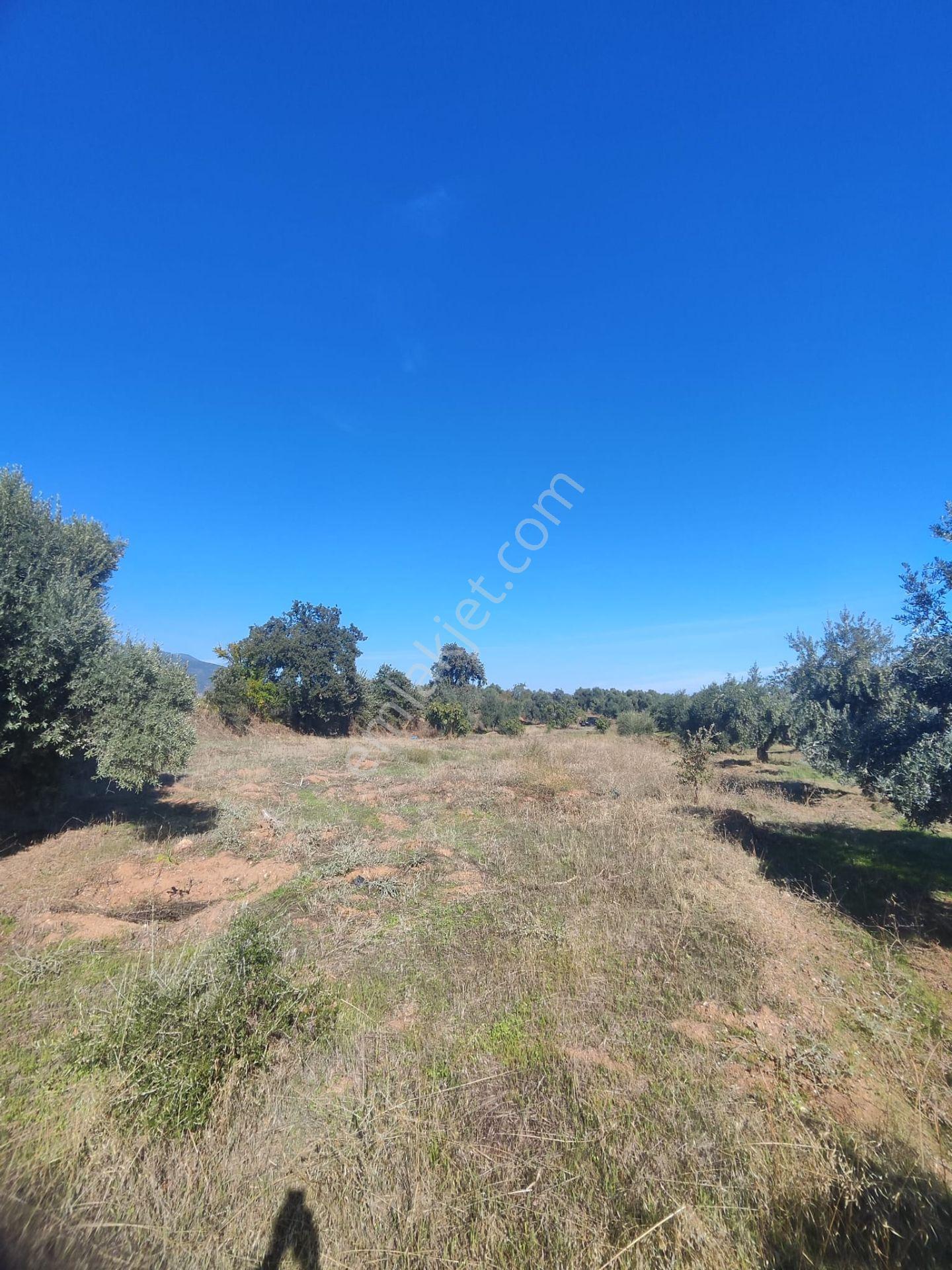 Aydın Köşk Yavuzköy Mah.satılık 2195 M2 Zeytinlik Bahçe — fotoğraf 30