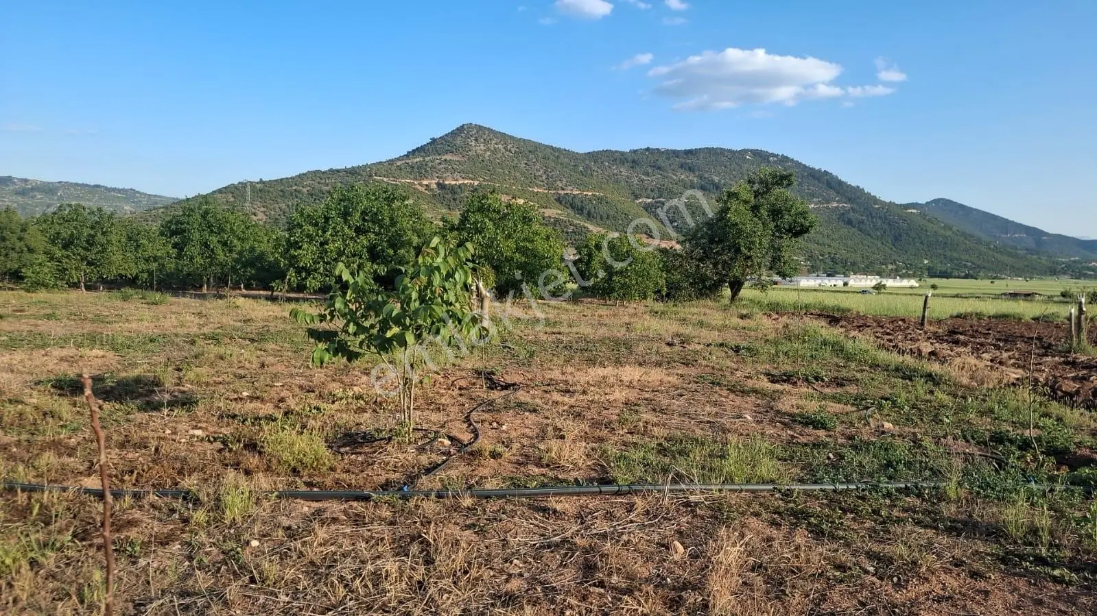 Denizli Çameli Belevi Satılık Tarla