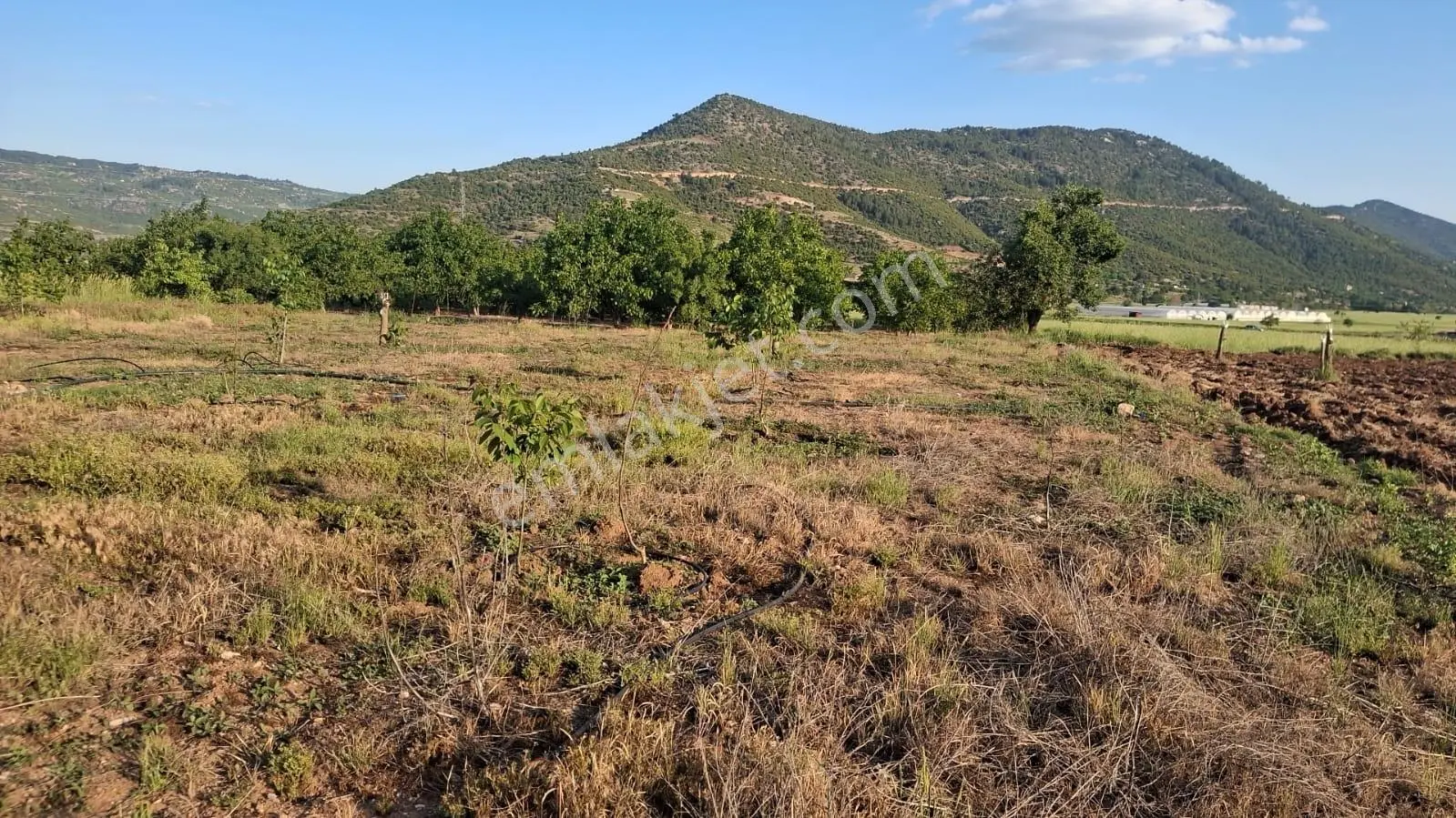 Denizli Çameli Belevi Satılık Tarla — fotoğraf 2