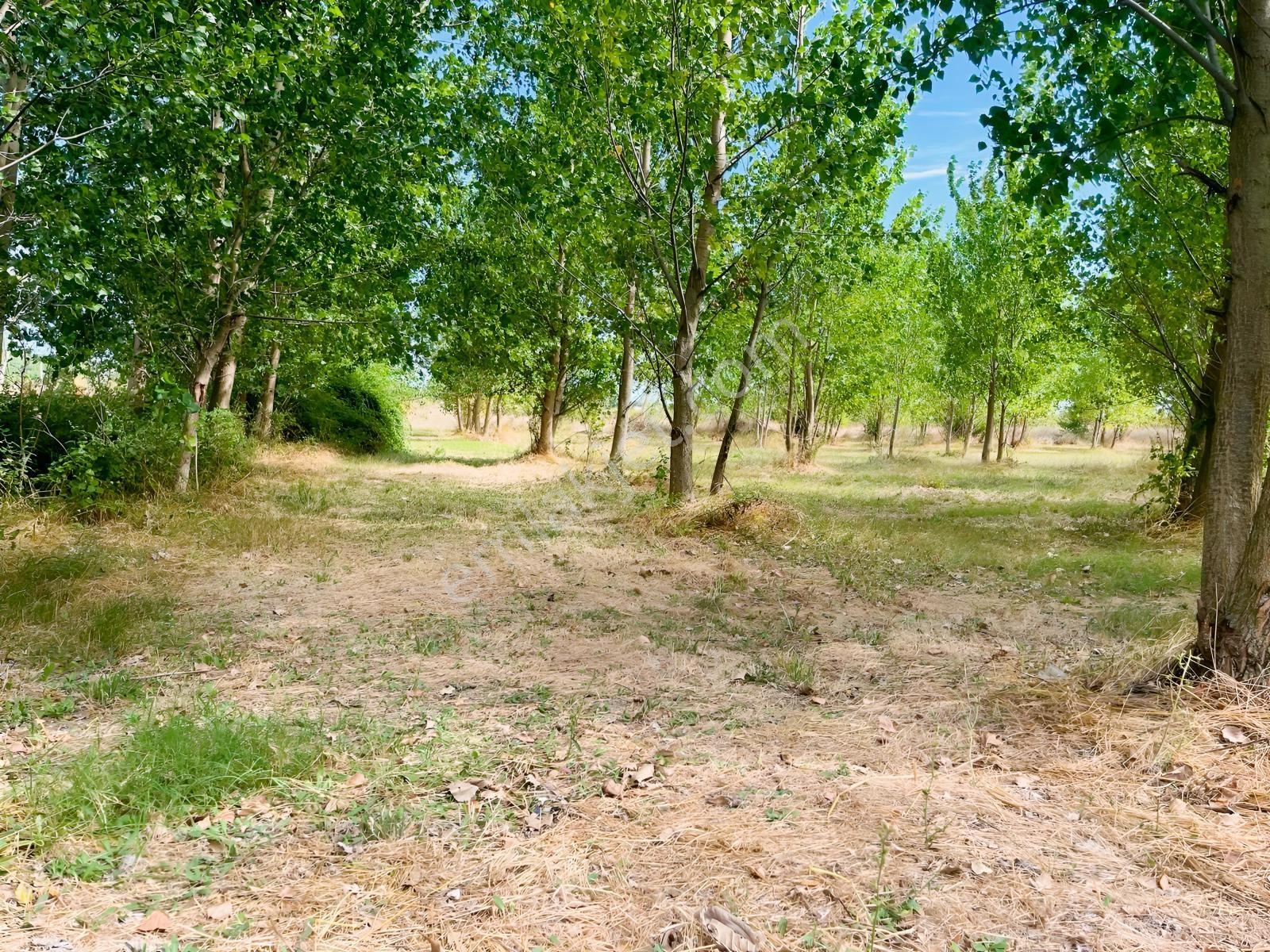 Vize Gazi Mah.içinde 250 Kavak Ağacı Olan Tek Tapu Satılık Tarla — fotoğraf 8