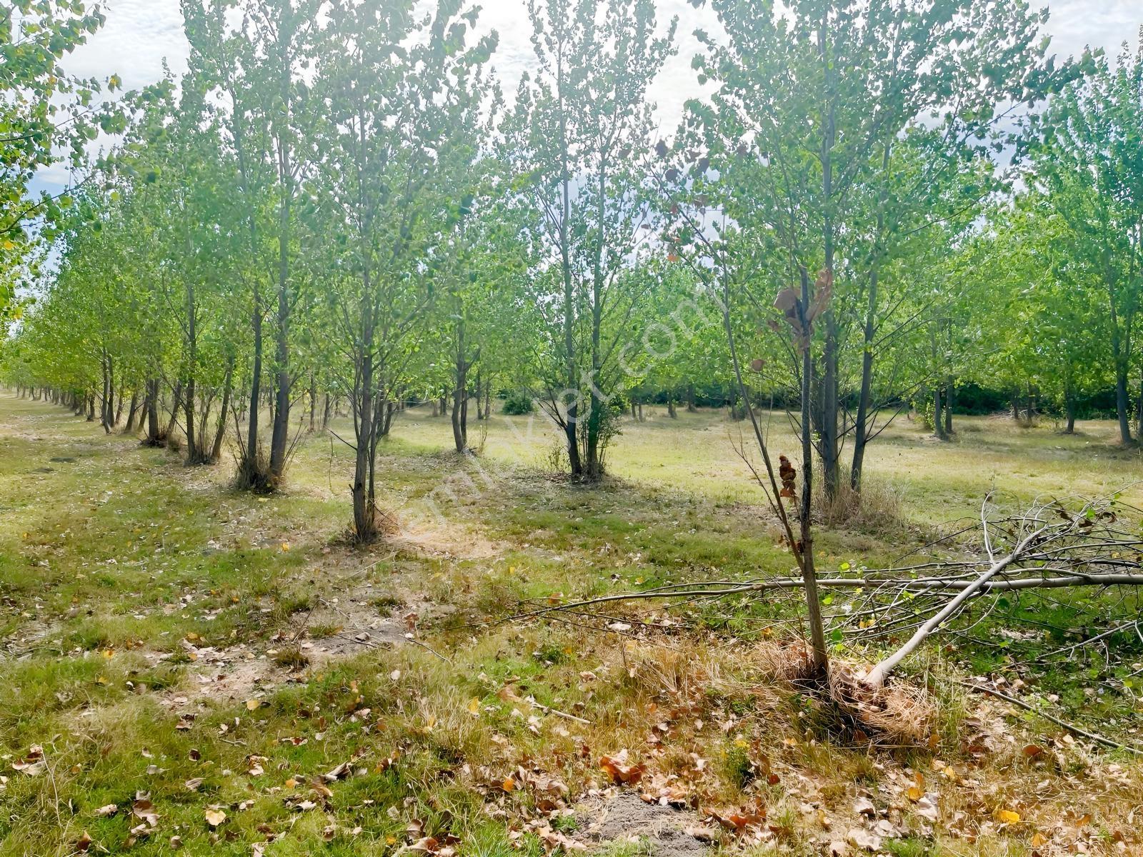 Vize Gazi Mah.içinde 250 Kavak Ağacı Olan Tek Tapu Satılık Tarla — fotoğraf 10