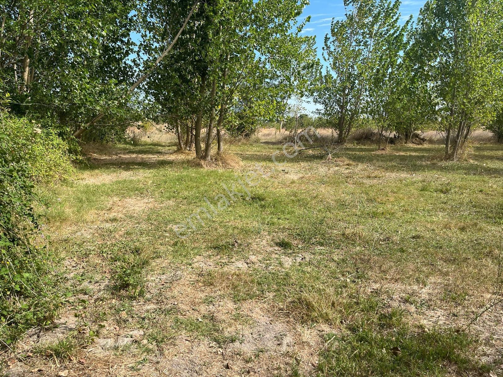Vize Gazi Mah.içinde 250 Kavak Ağacı Olan Tek Tapu Satılık Tarla — fotoğraf 14