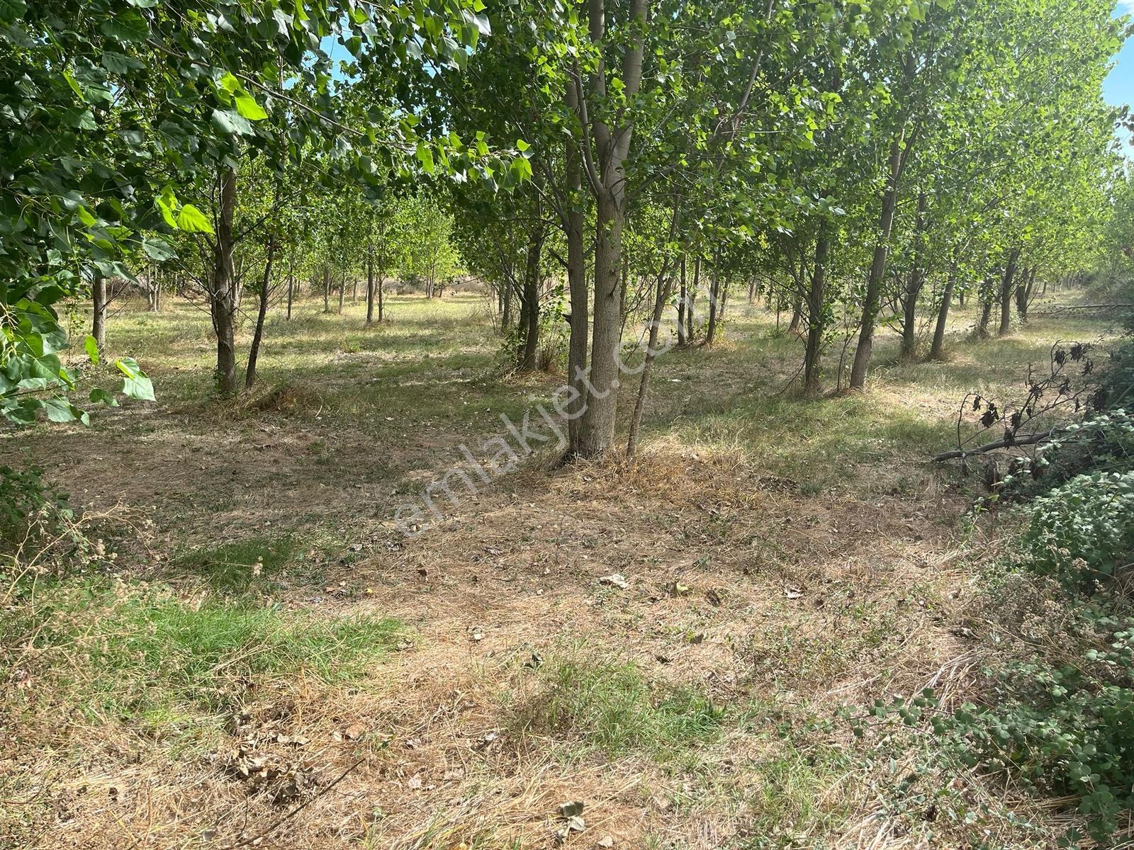 Vize Gazi Mah.içinde 250 Kavak Ağacı Olan Tek Tapu Satılık Tarla — fotoğraf 18