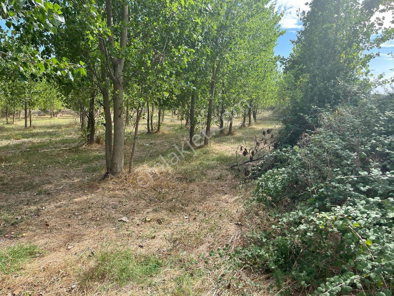 Vize Gazi Mah.içinde 250 Kavak Ağacı Olan Tek Tapu Satılık Tarla — fotoğraf 24