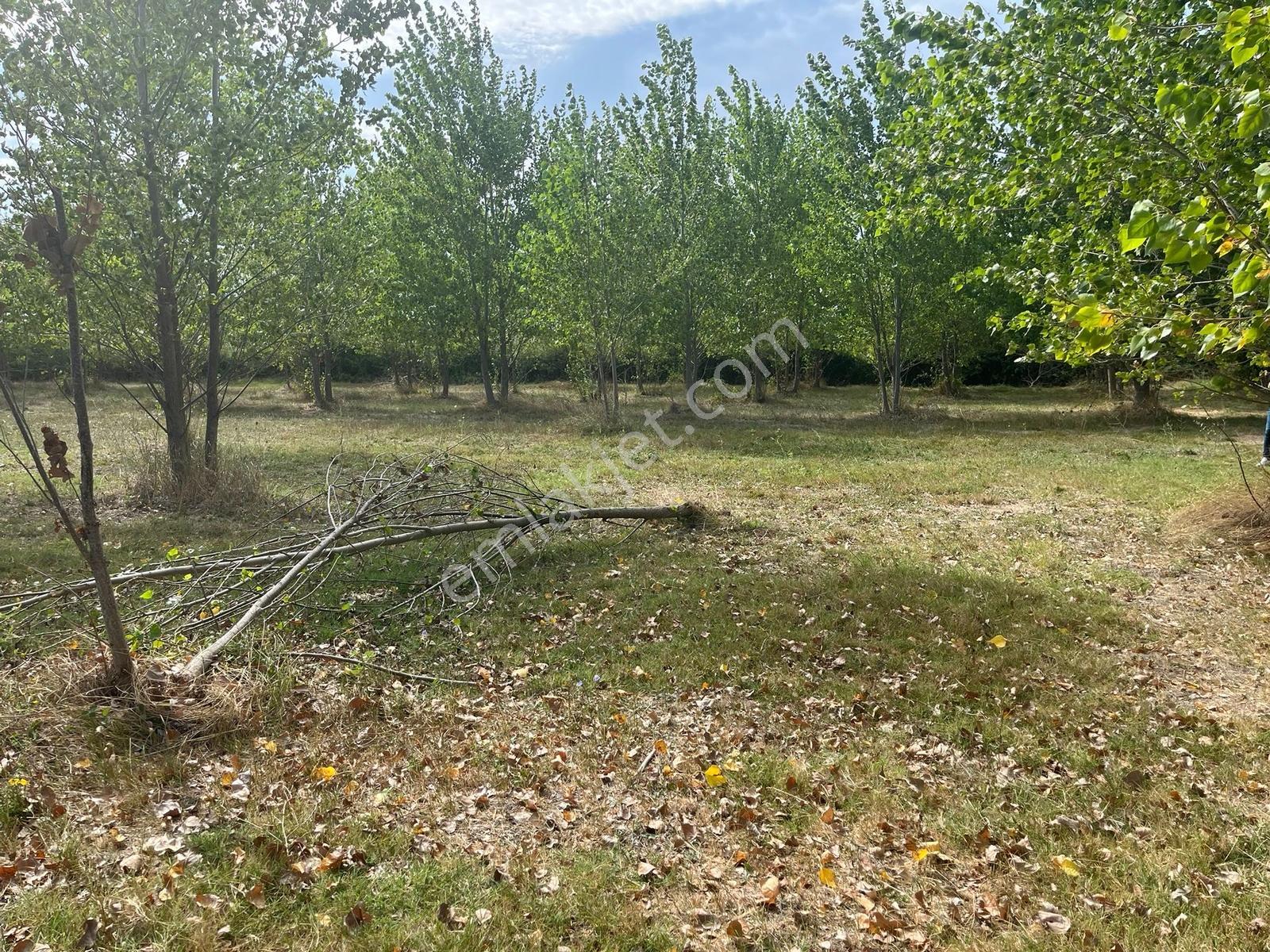 Vize Gazi Mah.içinde 250 Kavak Ağacı Olan Tek Tapu Satılık Tarla — fotoğraf 26