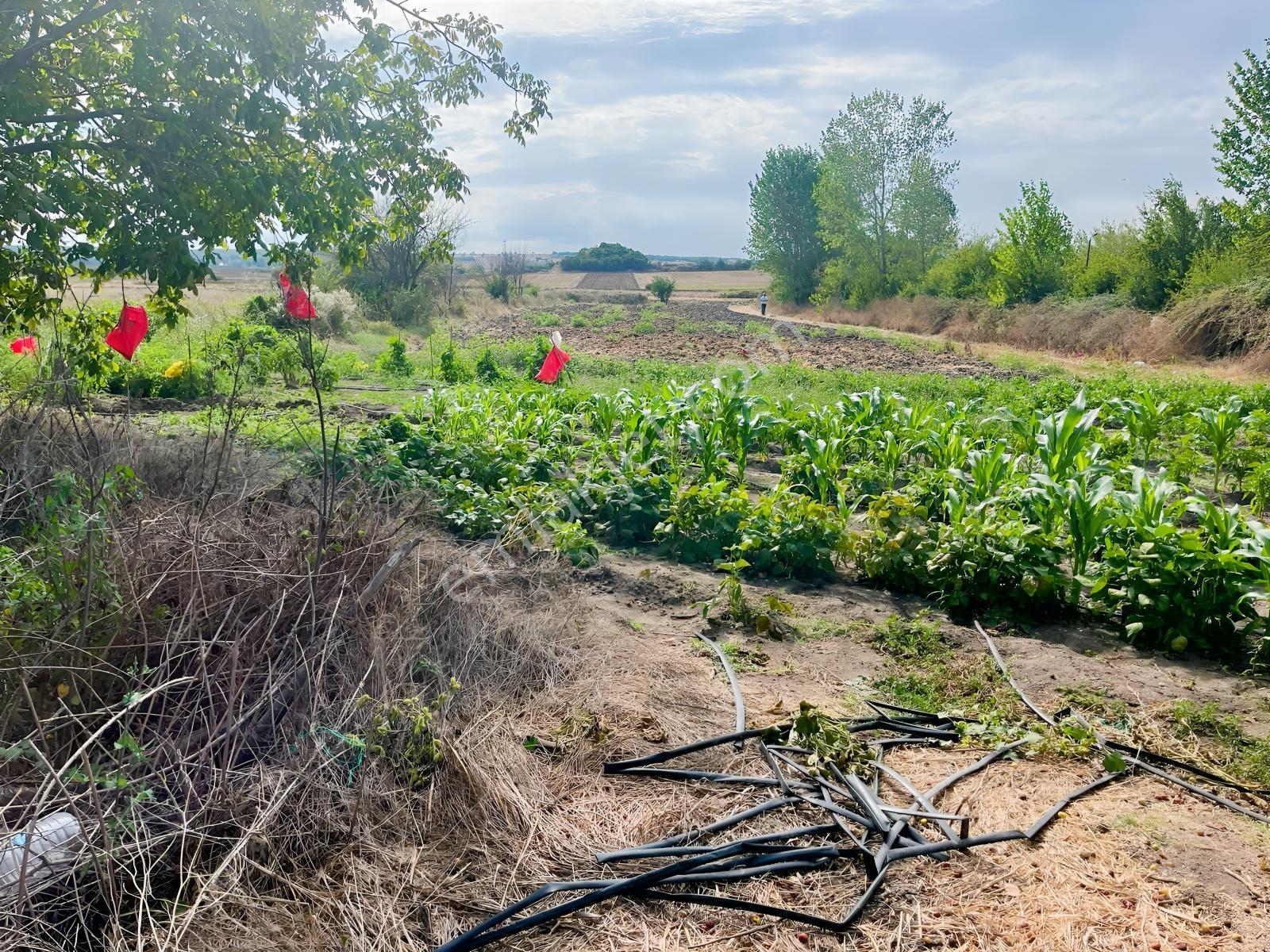 Vize Gazi Mah.içinde 250 Kavak Ağacı Olan Tek Tapu Satılık Tarla — fotoğraf 28