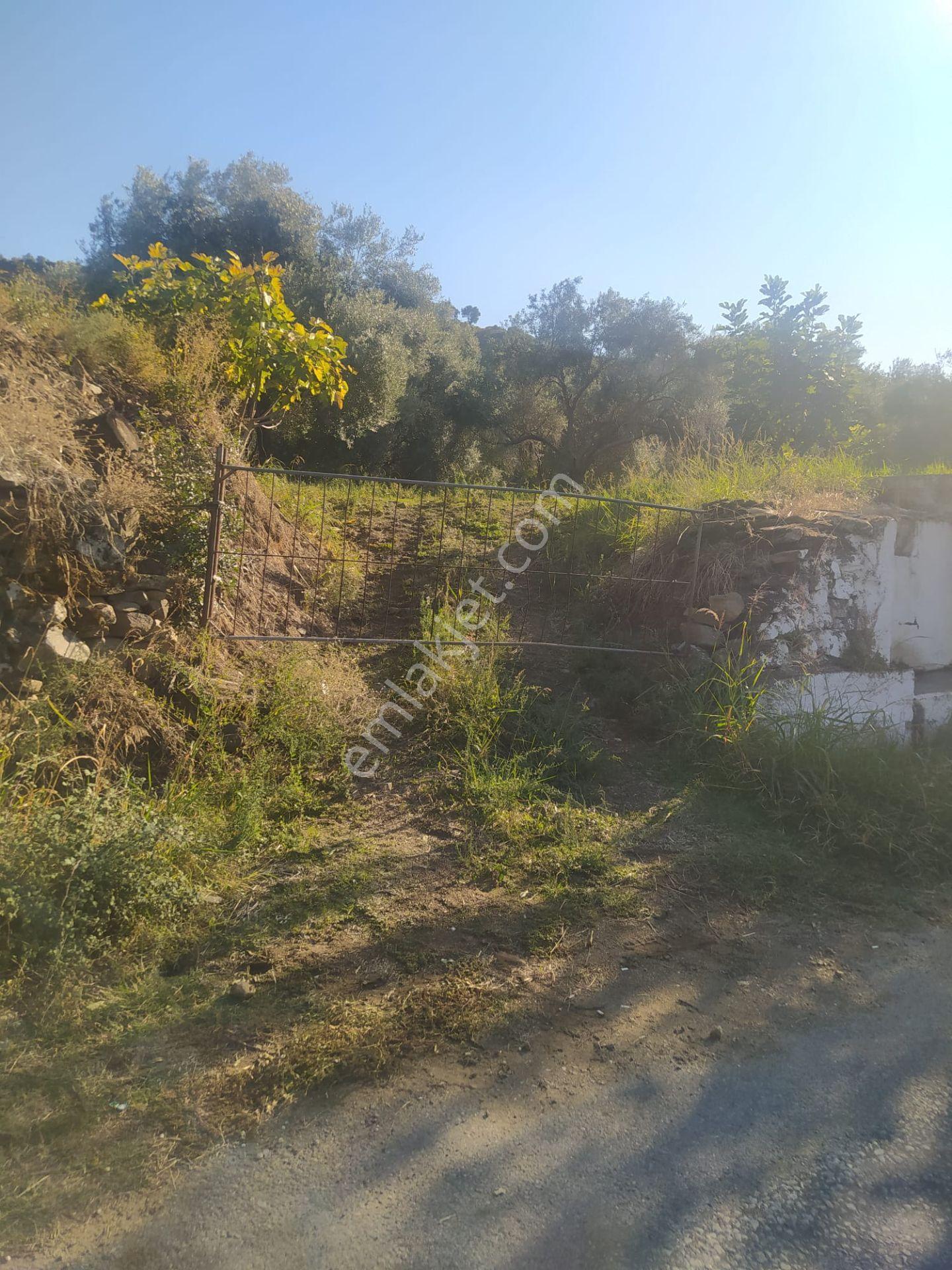 Kozdere'de Ana Yol Kenarı Zeytinlik İncirlik — fotoğraf 6