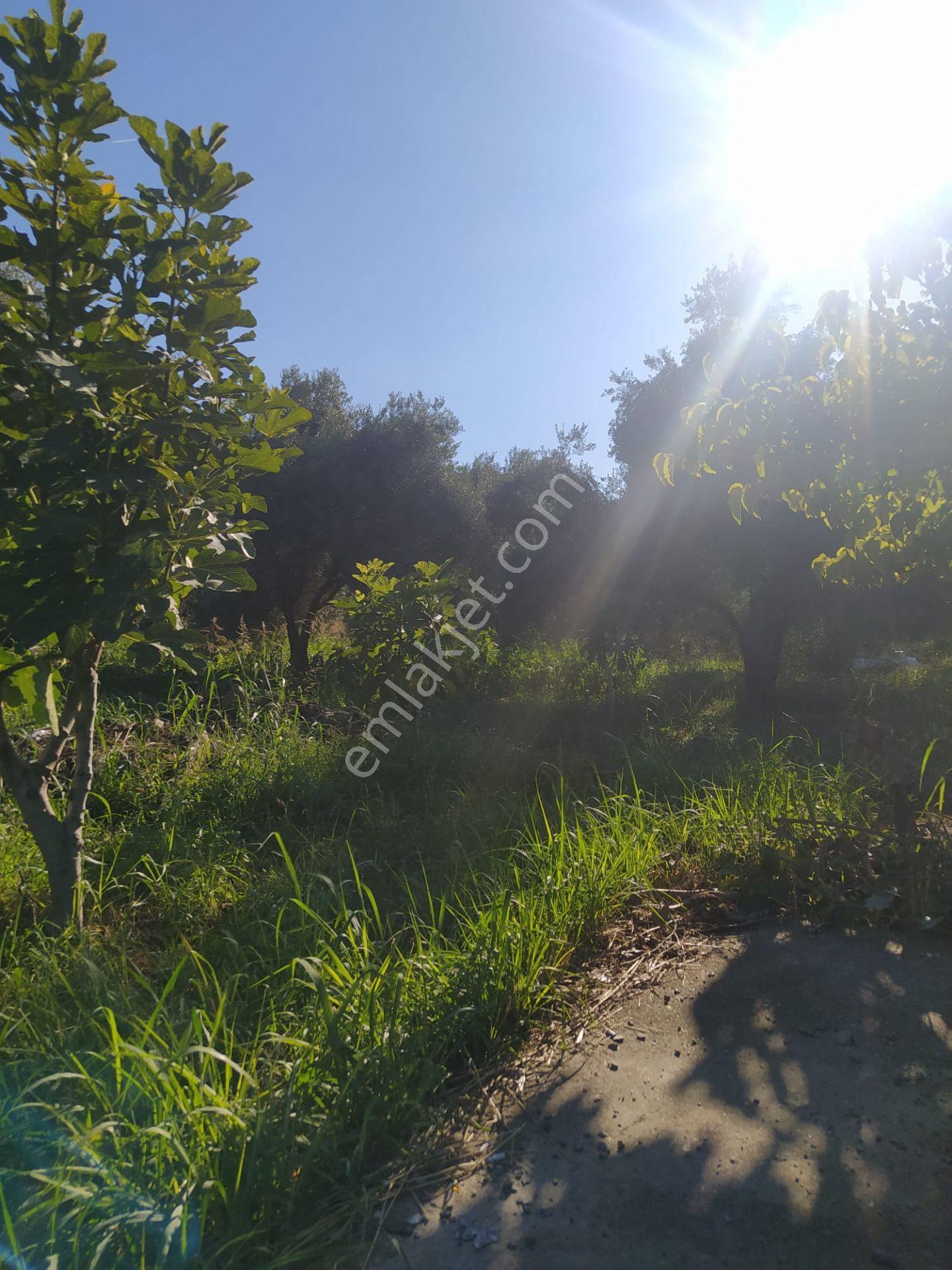Kozdere'de Ana Yol Kenarı Zeytinlik İncirlik — fotoğraf 12