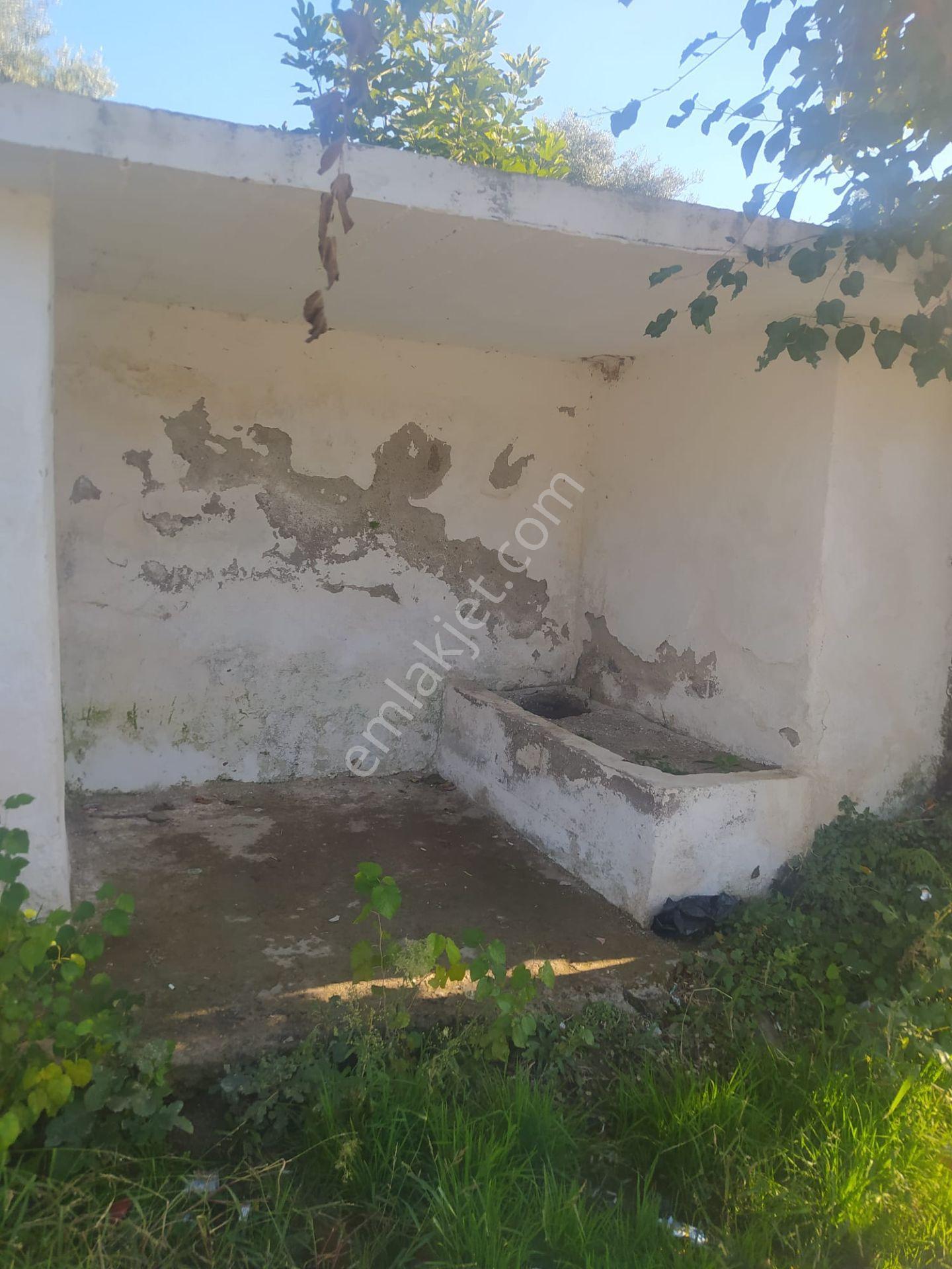 Kozdere'de Ana Yol Kenarı Zeytinlik İncirlik — fotoğraf 14