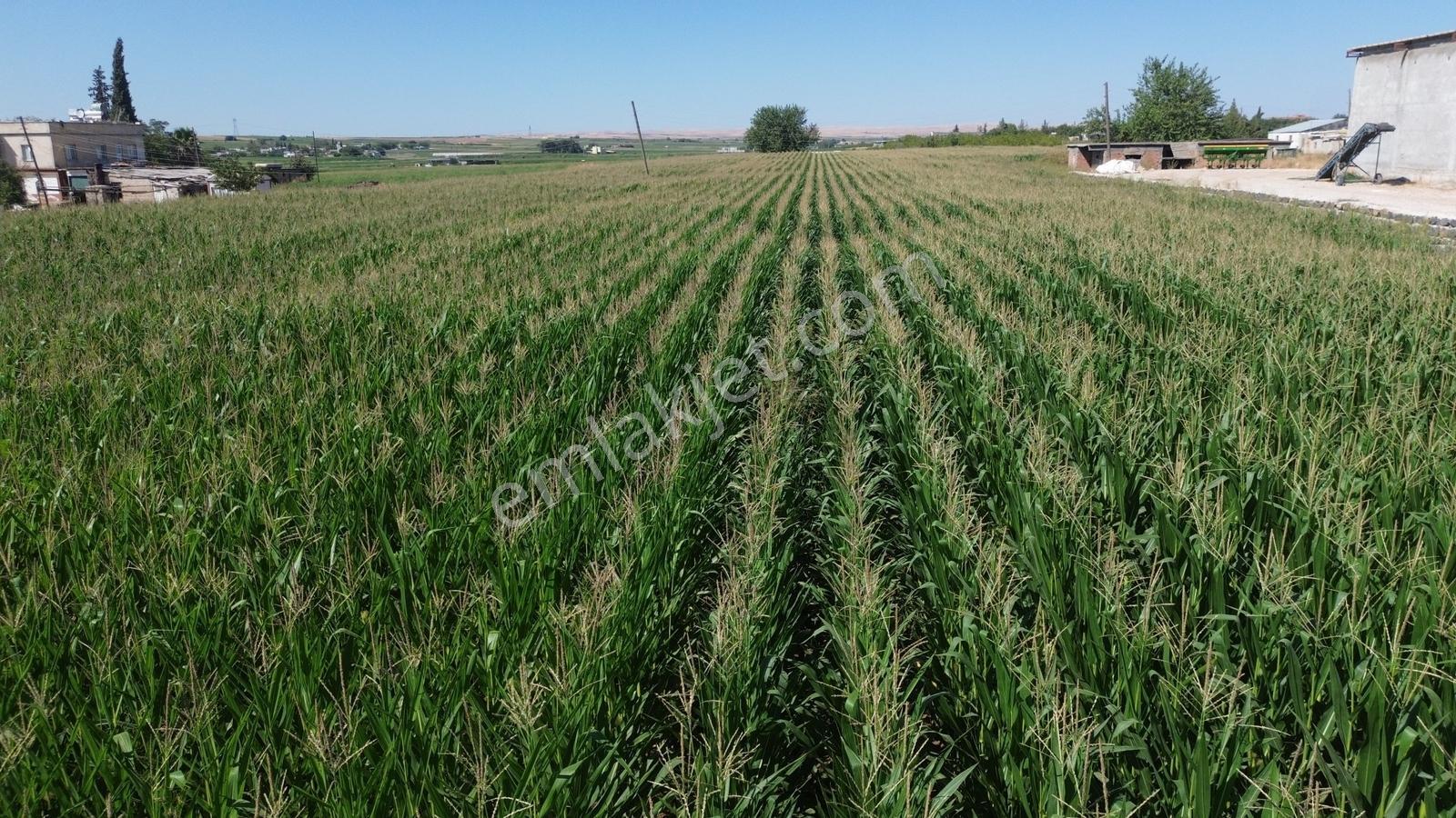 Erzden Şanlıurfa Haliliyede Yola Cepheli 10.150 M² Satılık Ara — fotoğraf 16