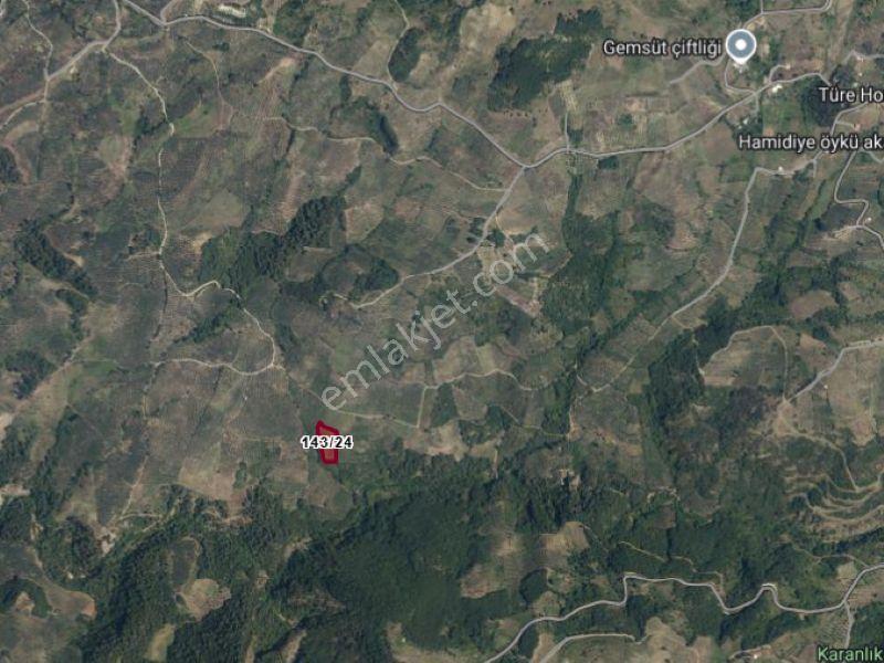 C21 Cius; Hamidiye Köyünde 4.214 M² Tek Tapu Satılık Zeytinlik — fotoğraf 2