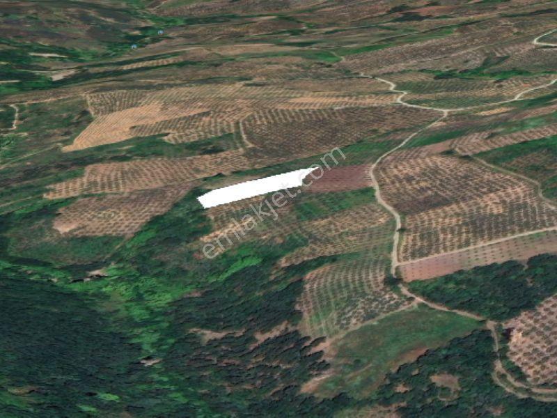C21 Cius; Hamidiye Köyünde 4.214 M² Tek Tapu Satılık Zeytinlik — fotoğraf 3